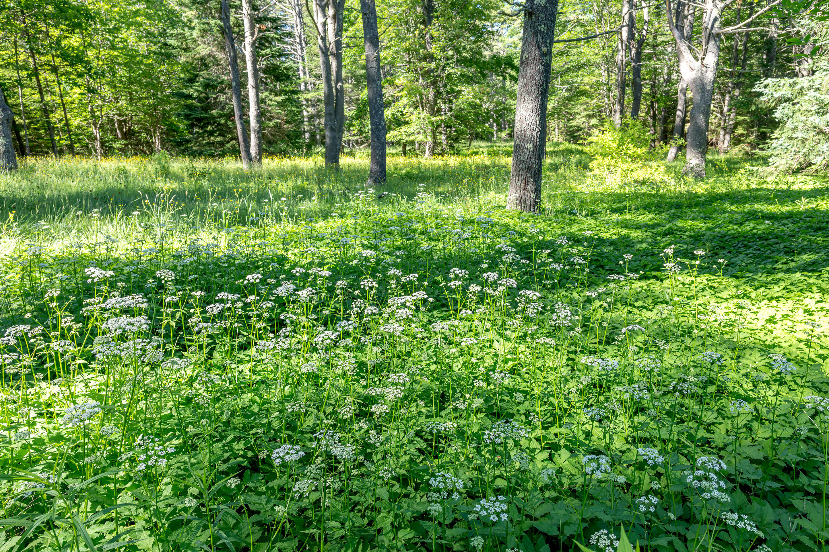 27 Tidal Run Lane Property Photo 40