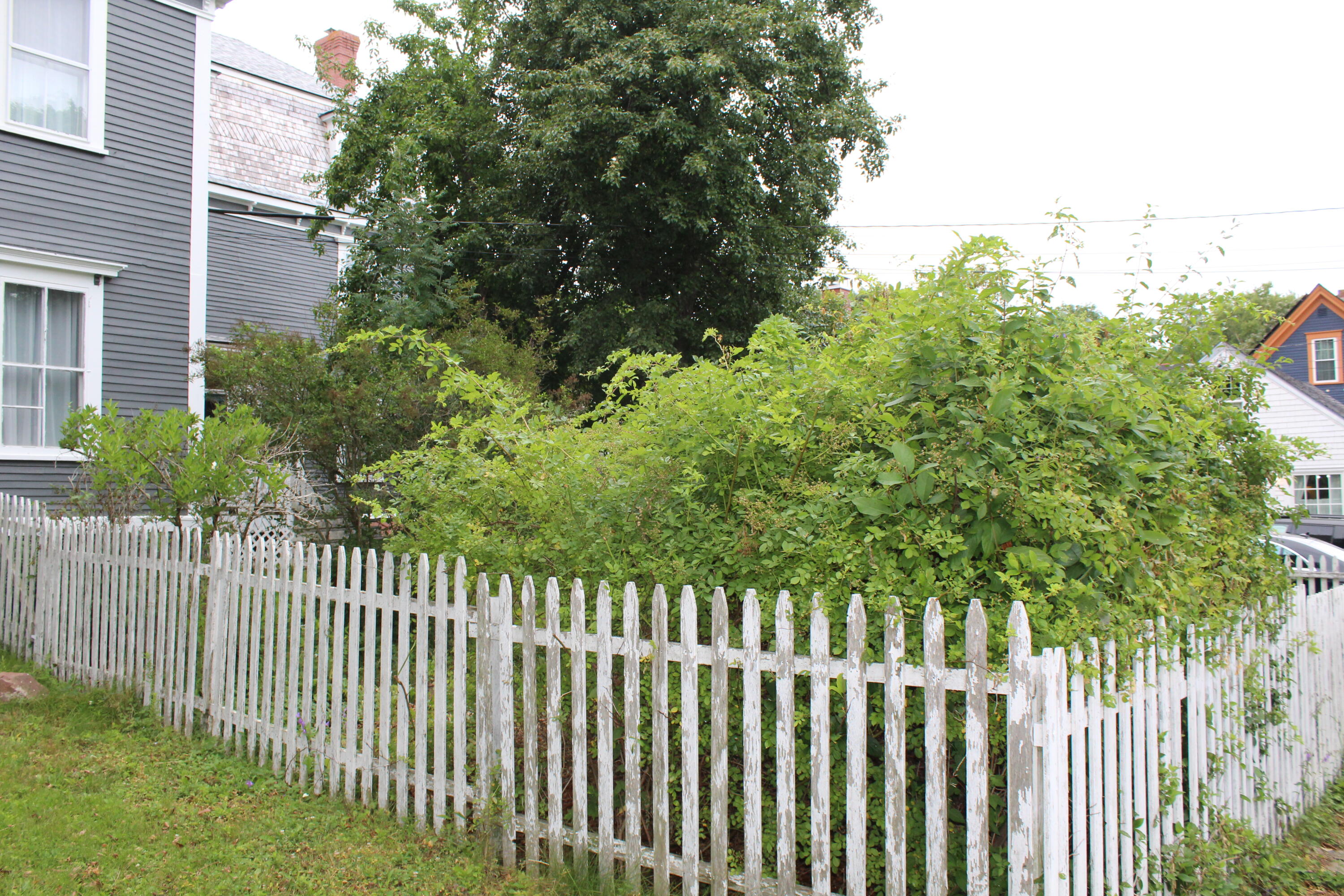 17 Boynton Street Property Photo 65