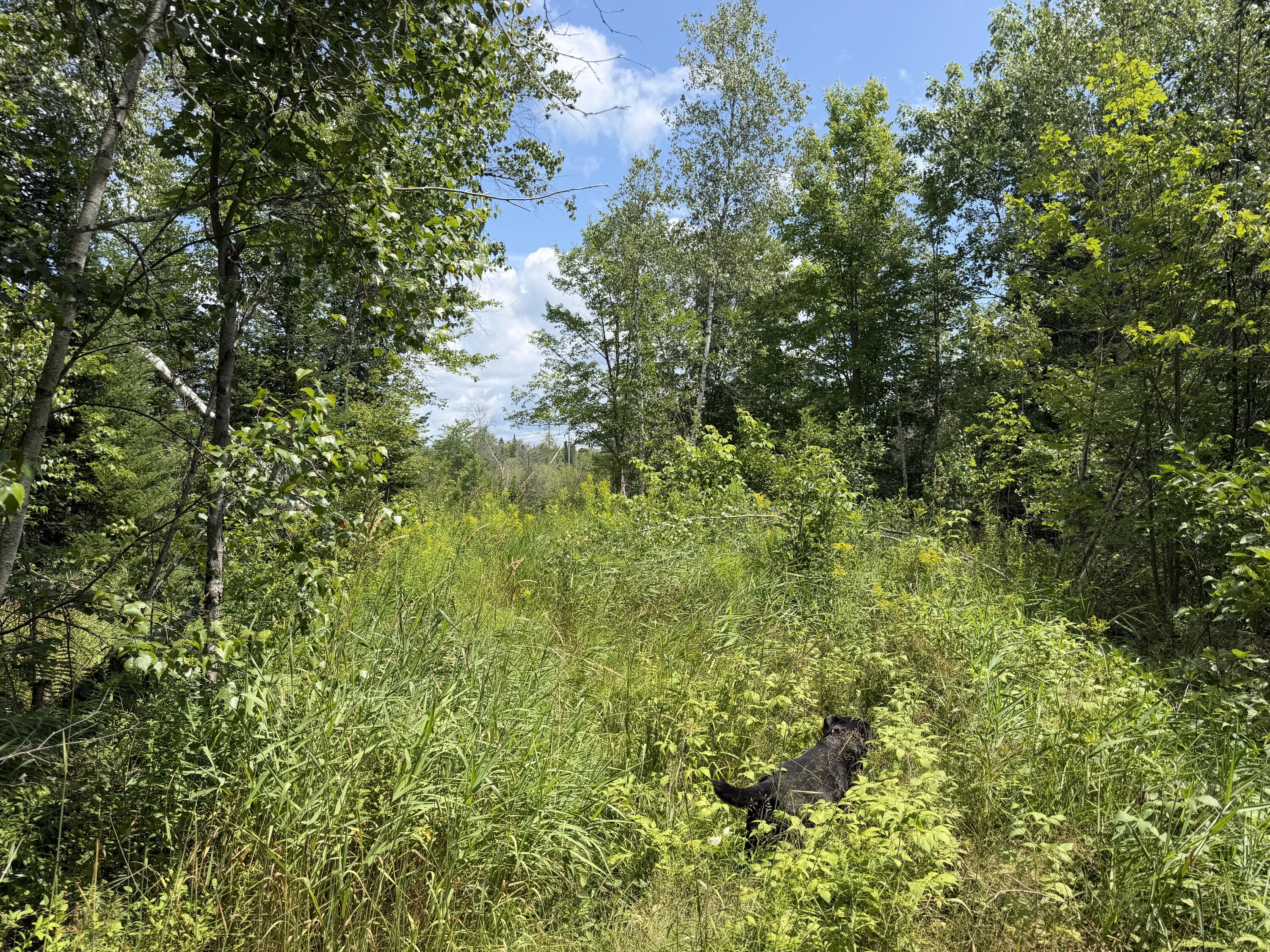 385 Johnson Flat Road Property Photo 12