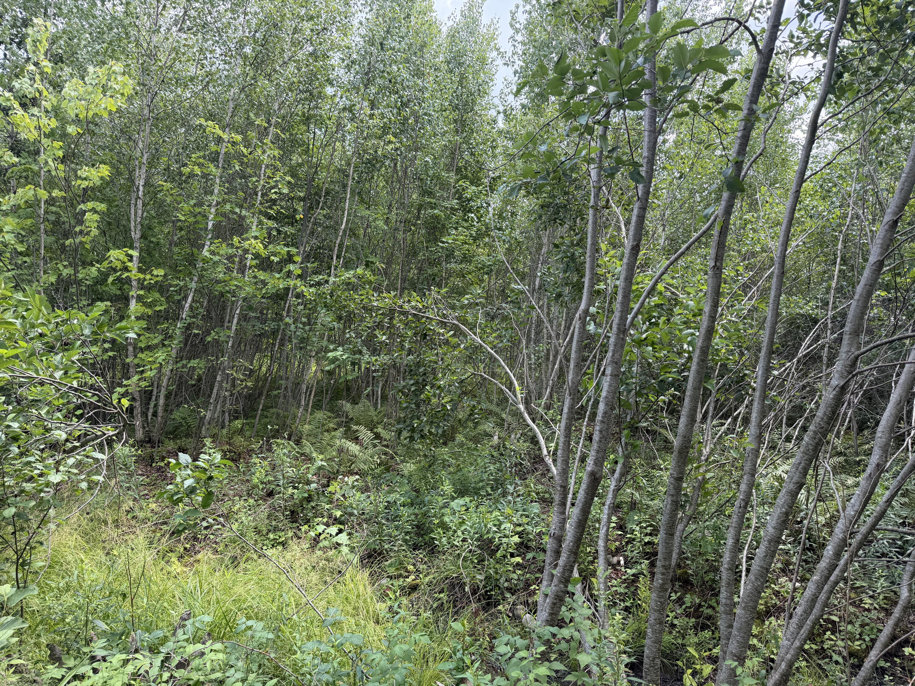 385 Johnson Flat Road Property Photo 15
