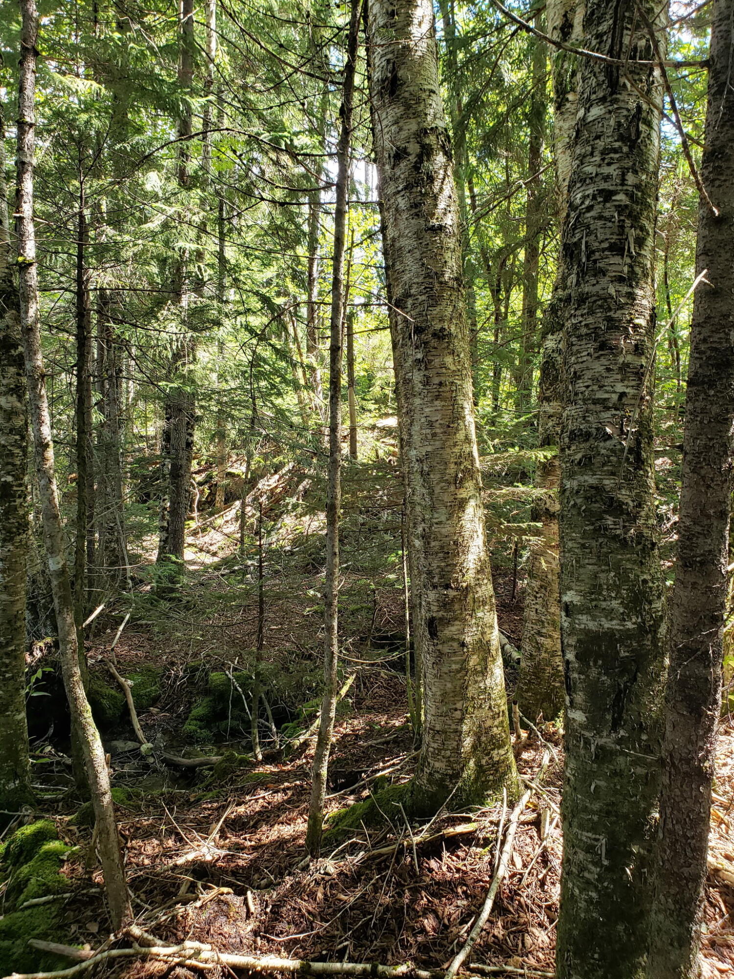 M002l035 Route 191(cutler Rd) Road Property Photo 35