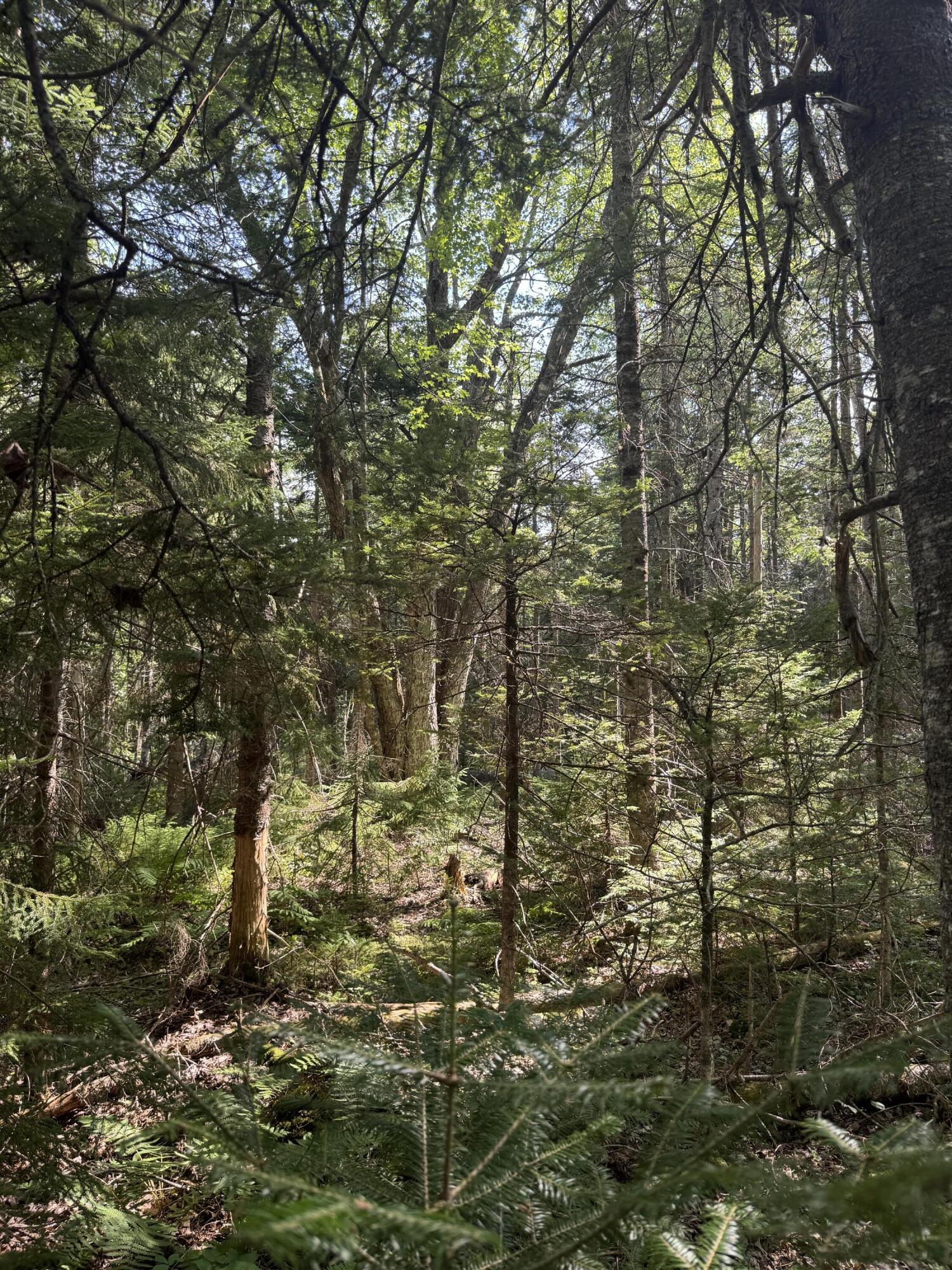 Lot 17 Kelley Lane Property Photo 3