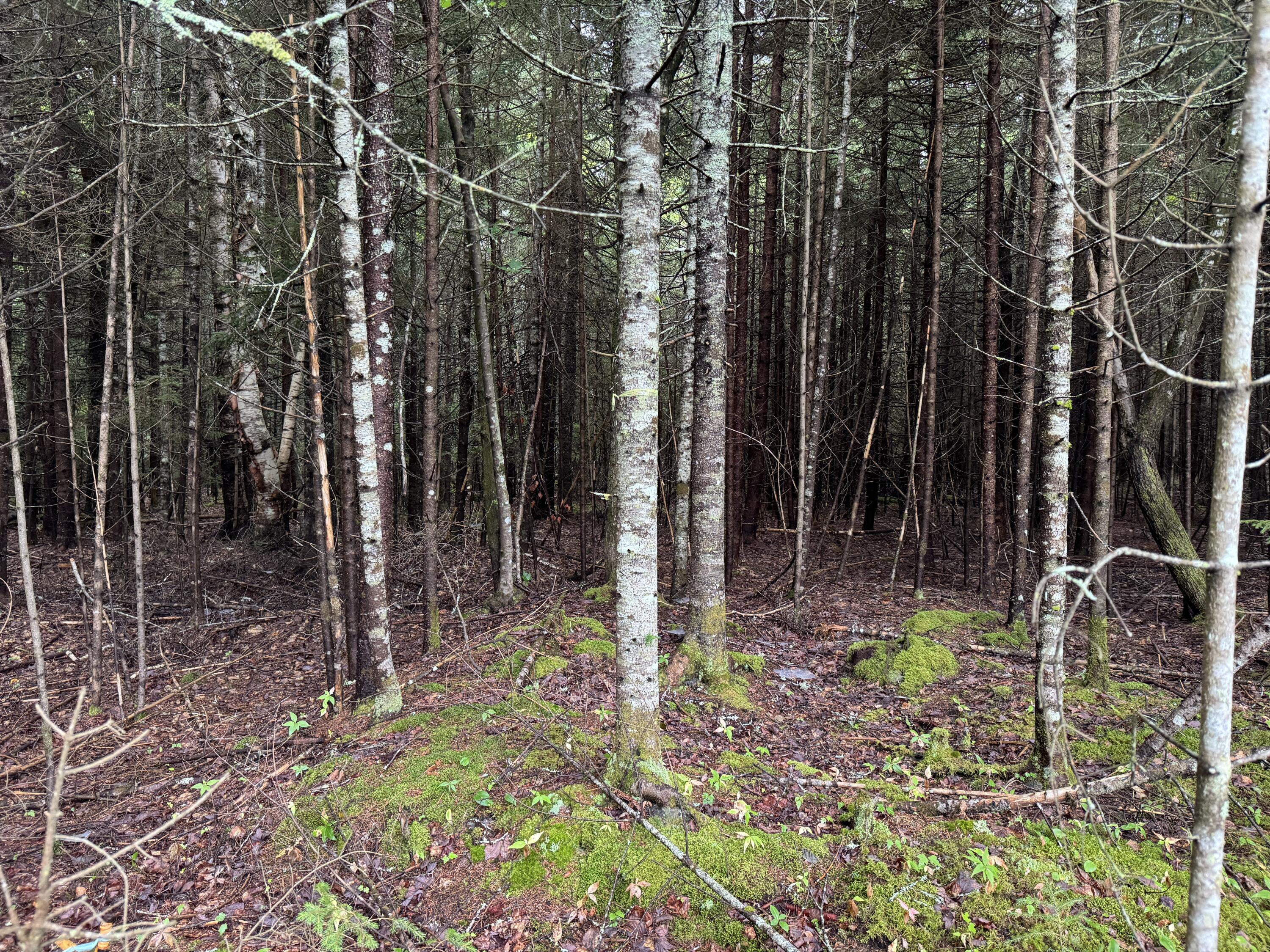 Lot 17 Kelley Lane Property Photo 5