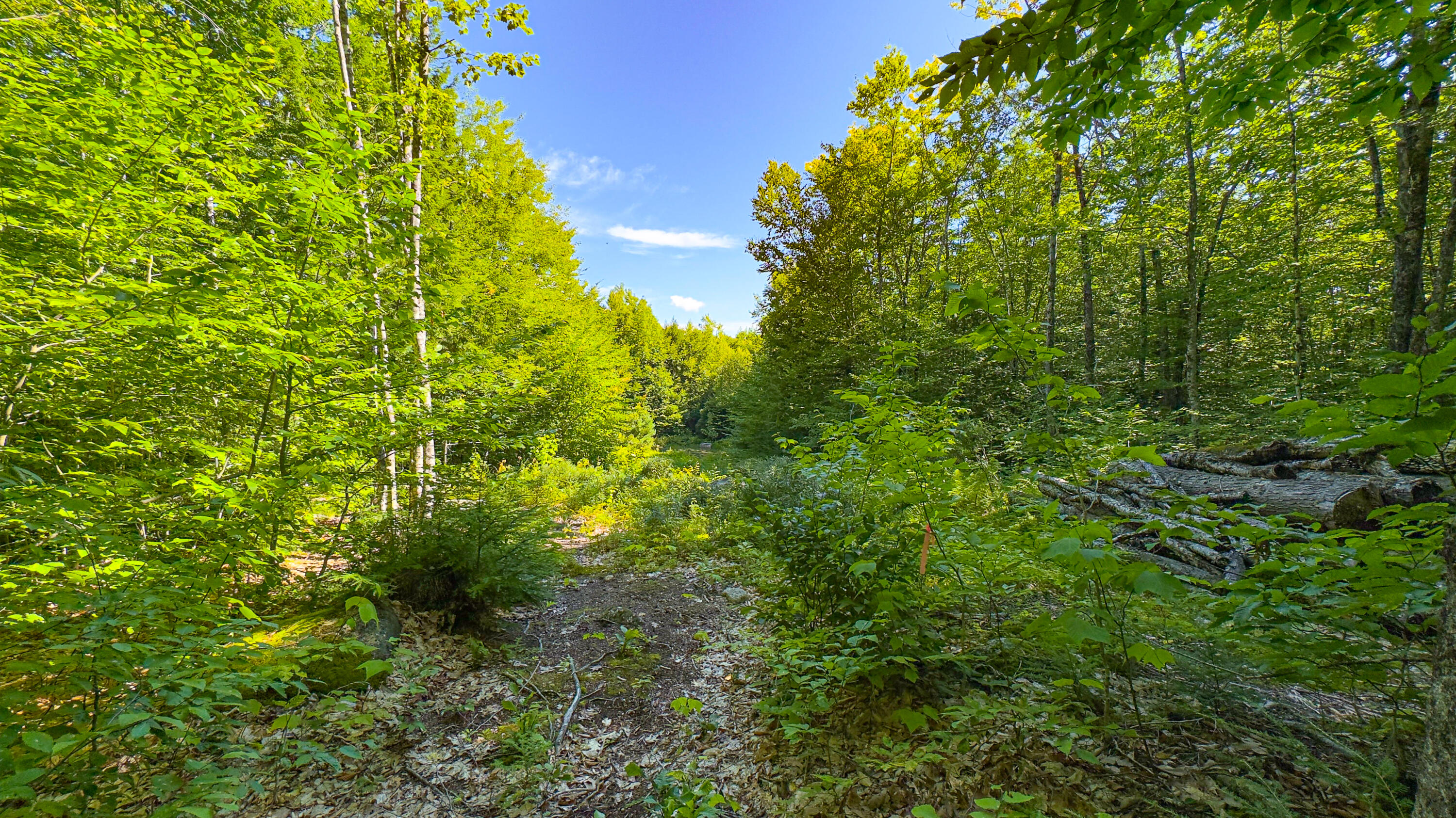 71 Sara's Trail Property Photo 4