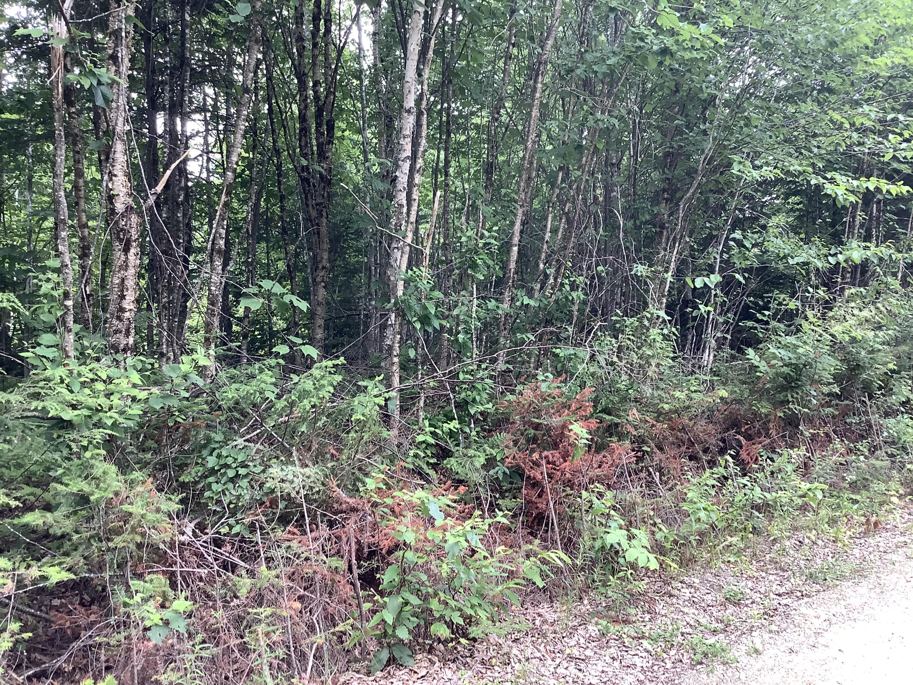 0 Fire Road Property Photo 2