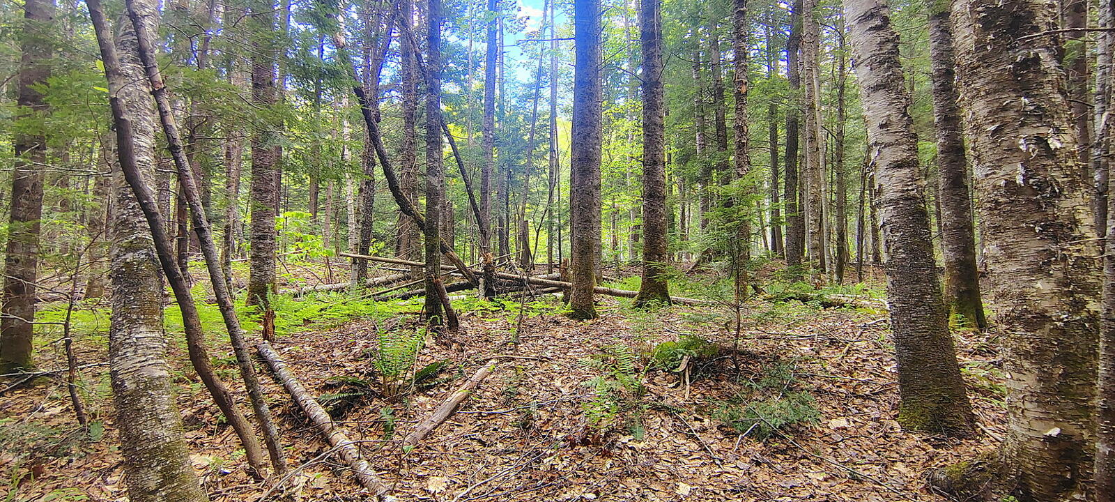 463 Clover Mill Road Property Photo 23