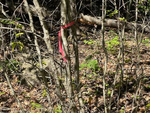 Lot #6 Bonnie Way Property Photo 13