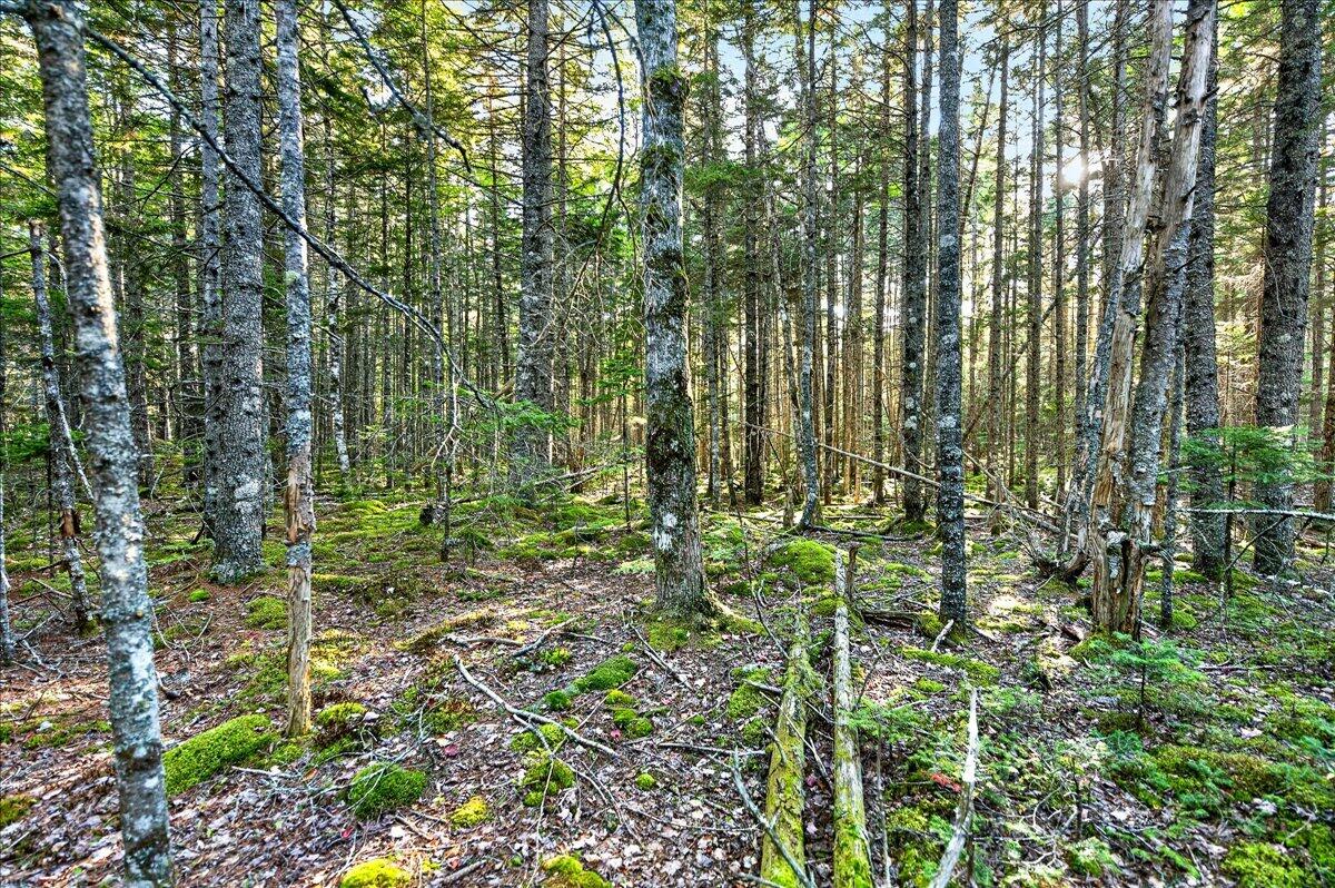 Tbd Pretty Marsh Road Property Photo 6