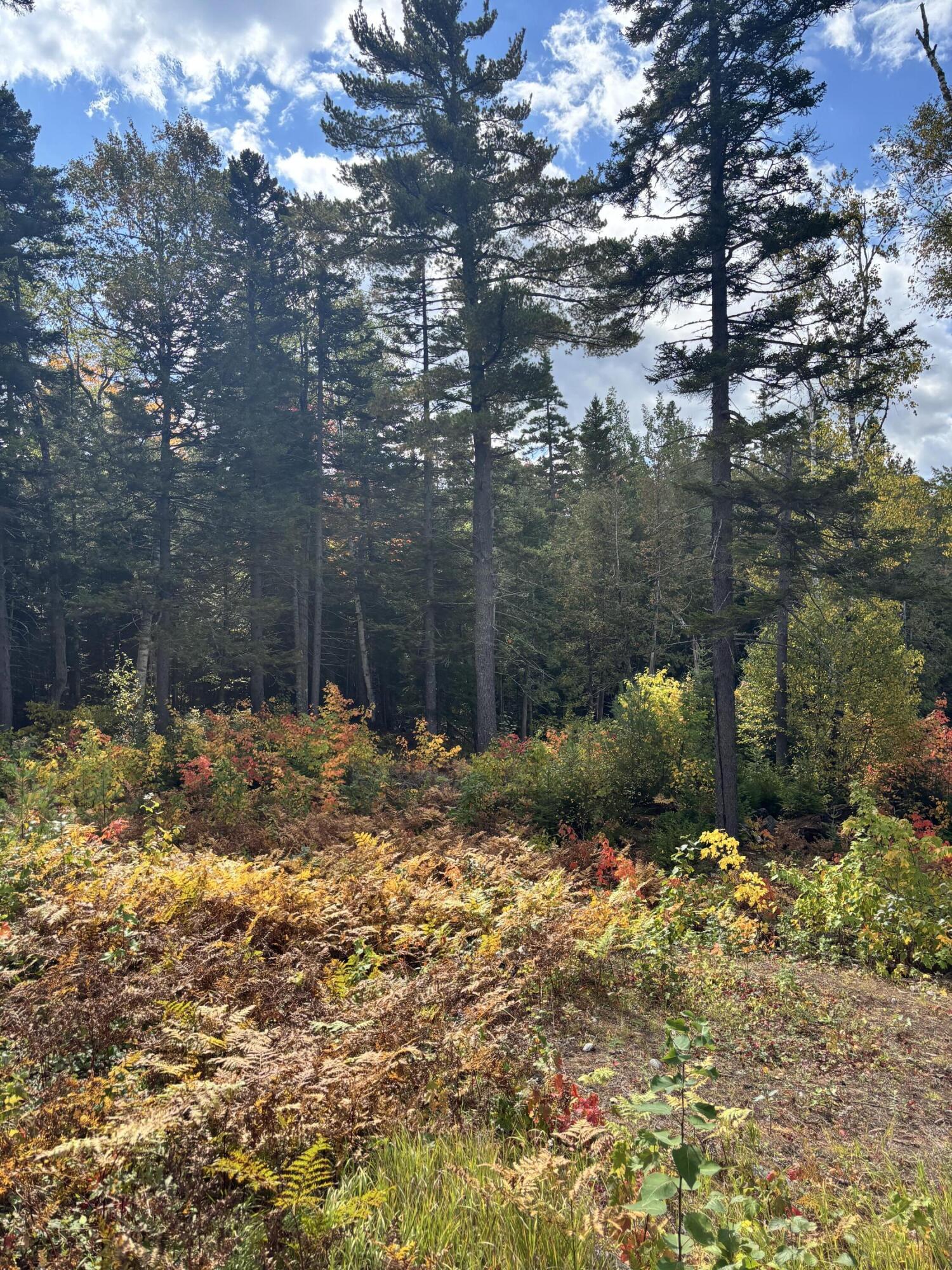 3039 Carrabassett Drive Property Photo 22
