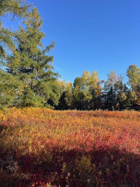 Lot#100 Dallas Hill Road Property Photo 7