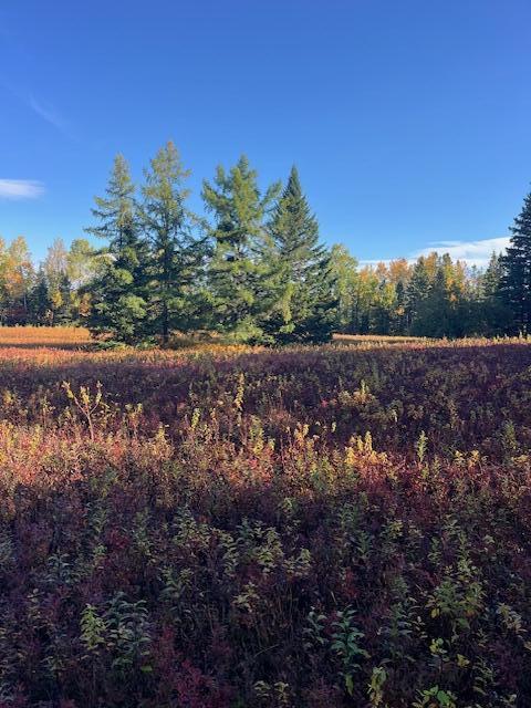 Lot#100 Dallas Hill Road Property Photo 11
