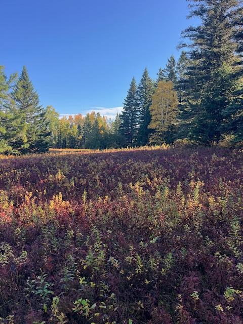 Lot#100 Dallas Hill Road Property Photo 12
