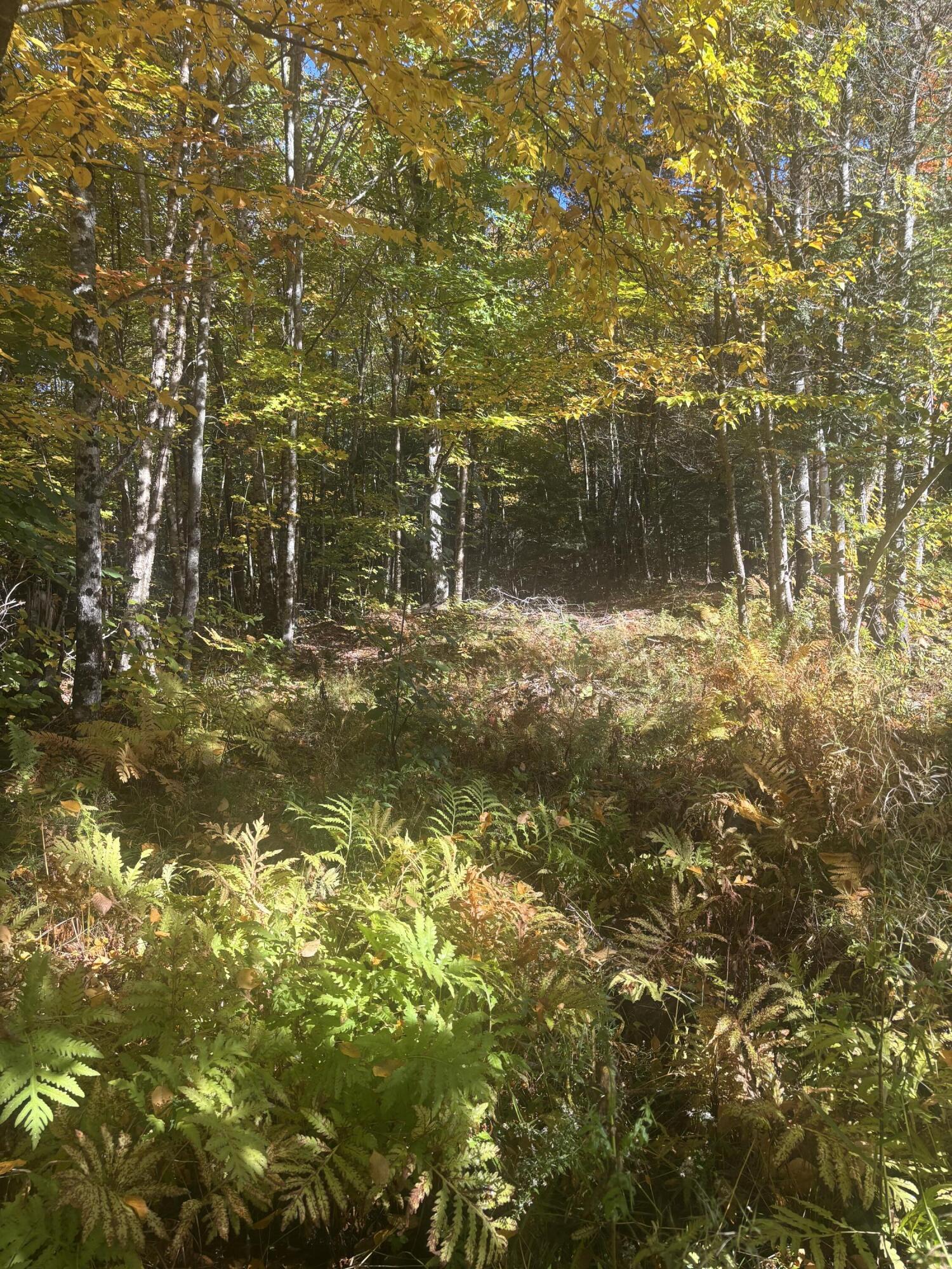 Lot #13 Pine Grove Lane Property Photo 4