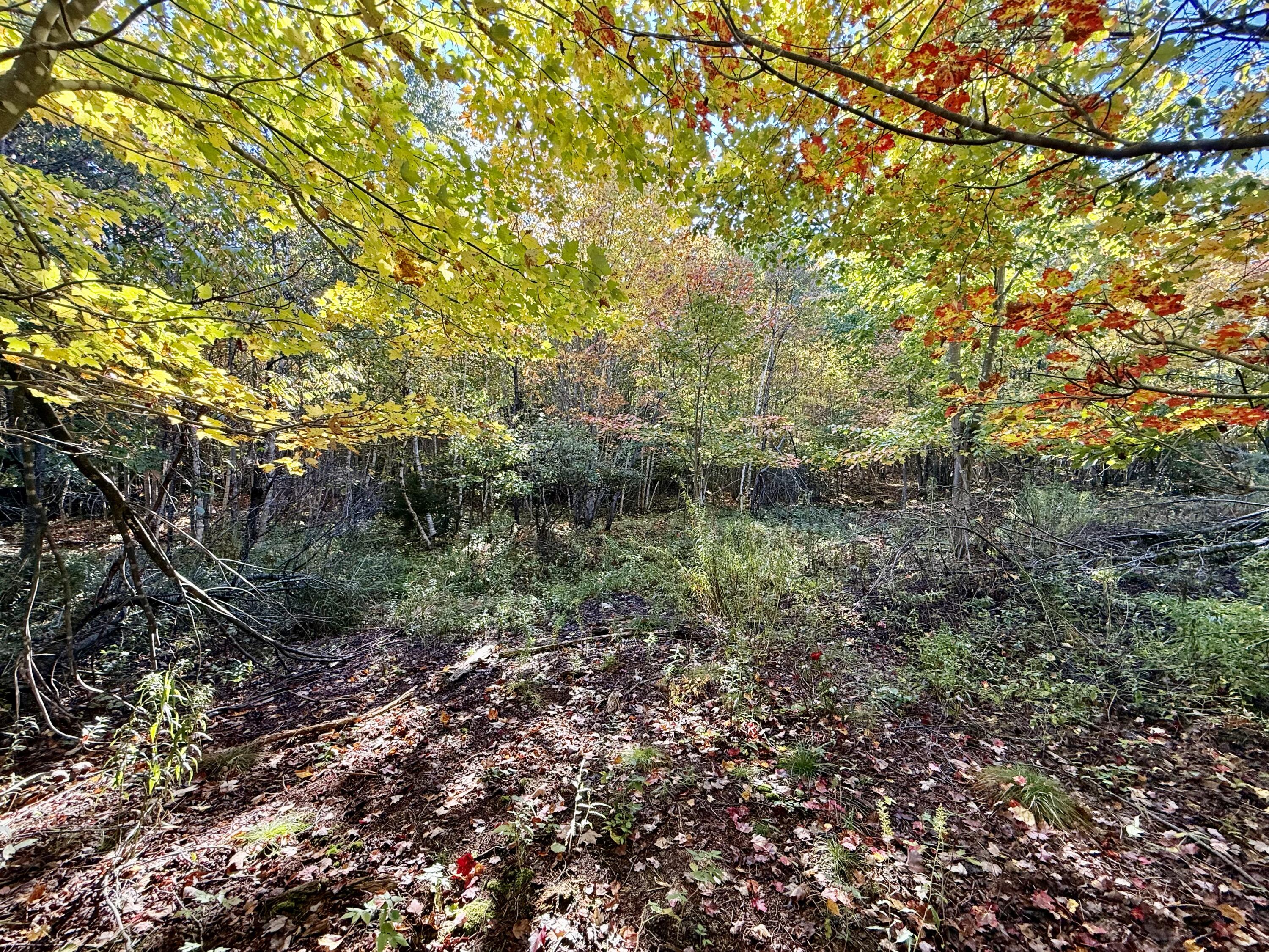 Lot 4 Number 7 Road Property Photo 6