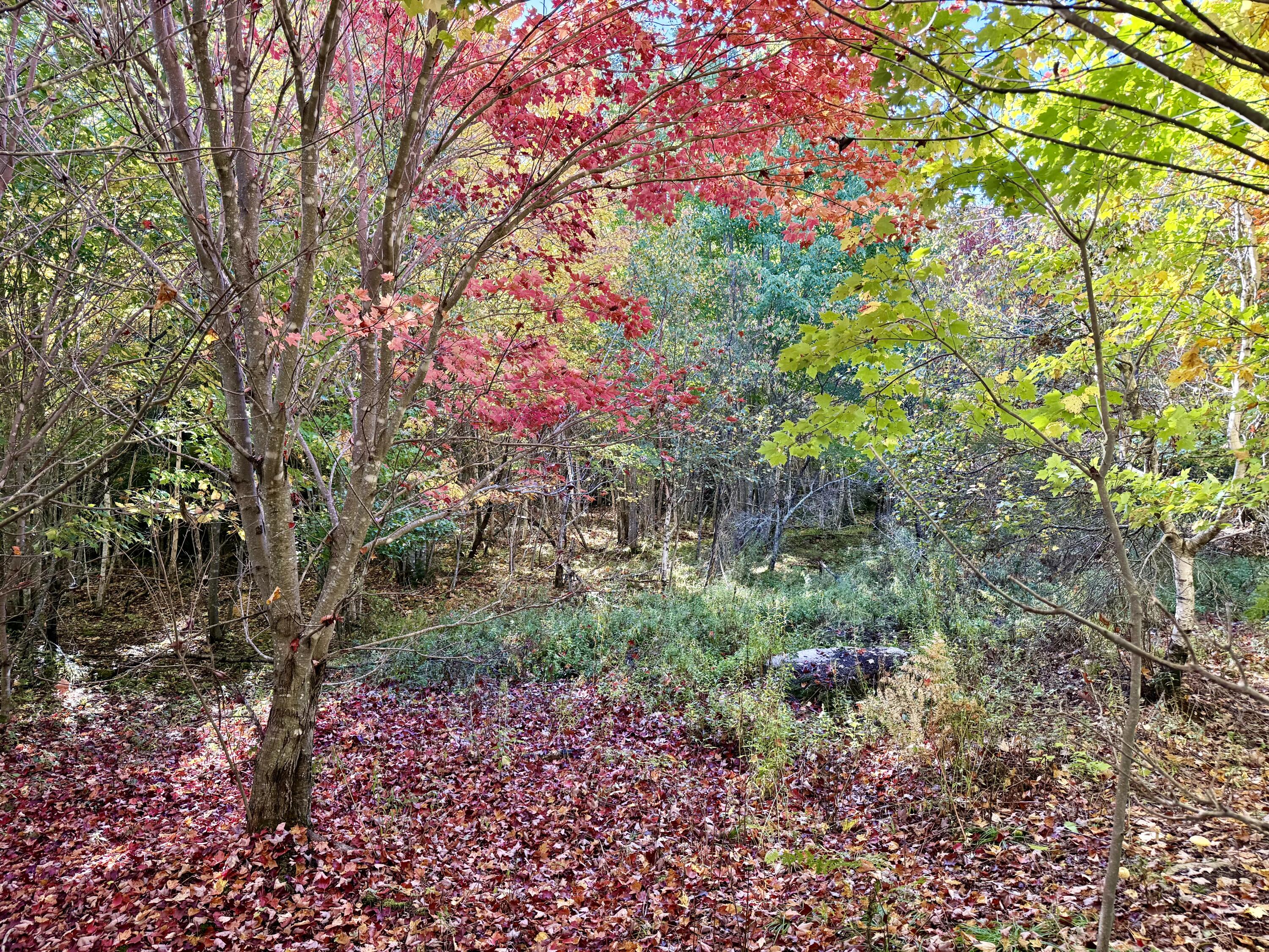 Lot 4 Number 7 Road Property Photo 16