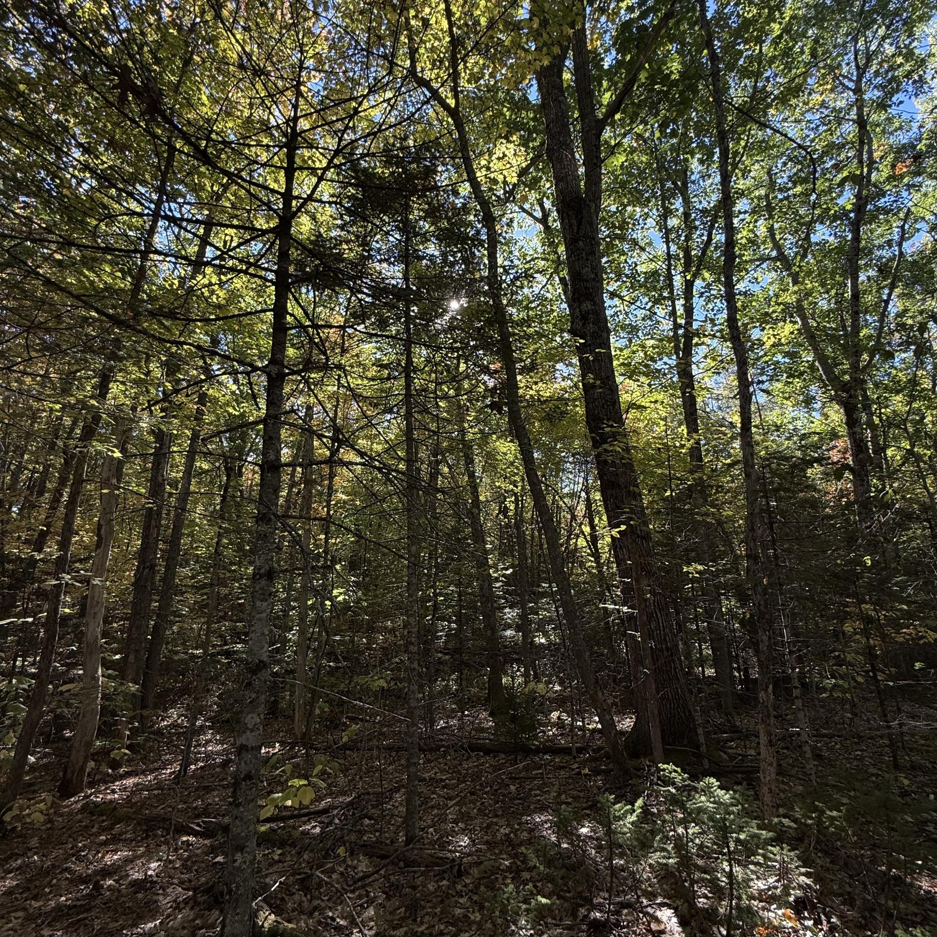 266 Mountain Road Property Photo 4