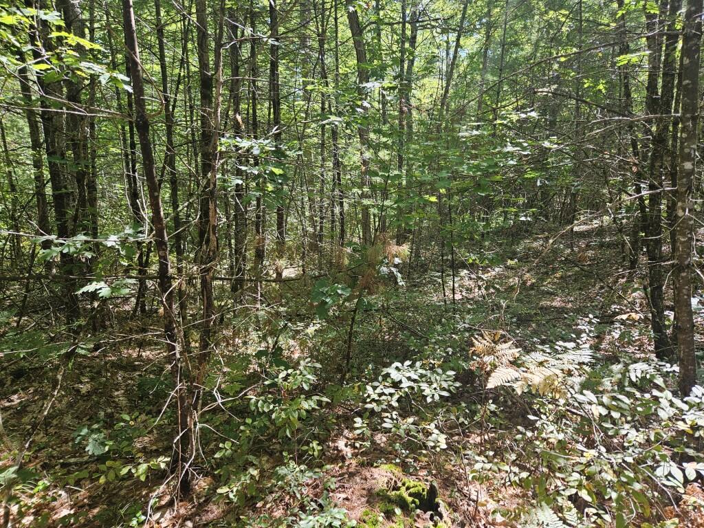 Lot 9 Pequawket Trail Property Photo 13