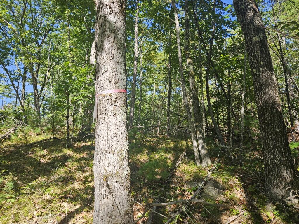 Lot 9 Pequawket Trail Property Photo 15