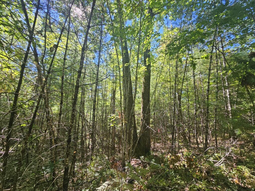 Lot 9 Pequawket Trail Property Photo 22