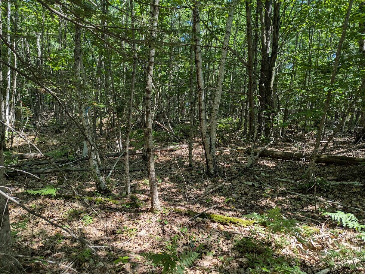 304 Beech Ridge Road Property Photo 6