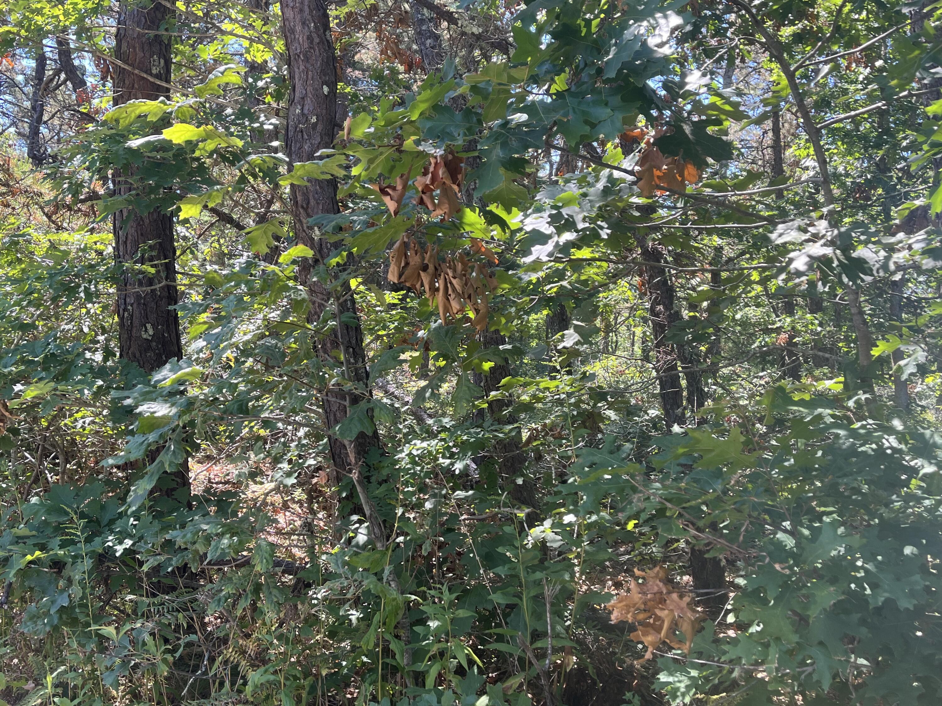 10 Shadbush Circle Property Photo 12