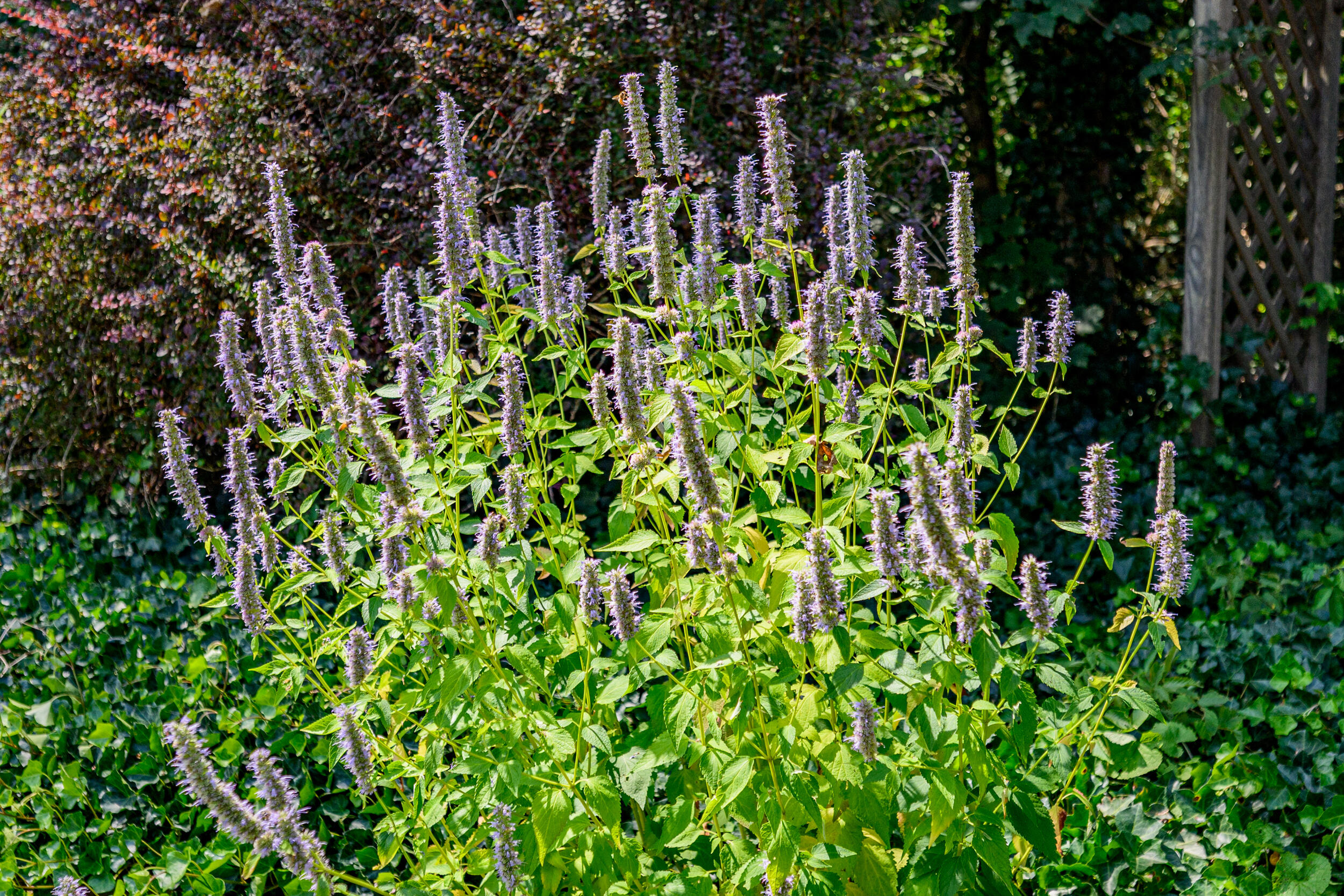 20 Freedom Trail Unit 20 Property Photo 52