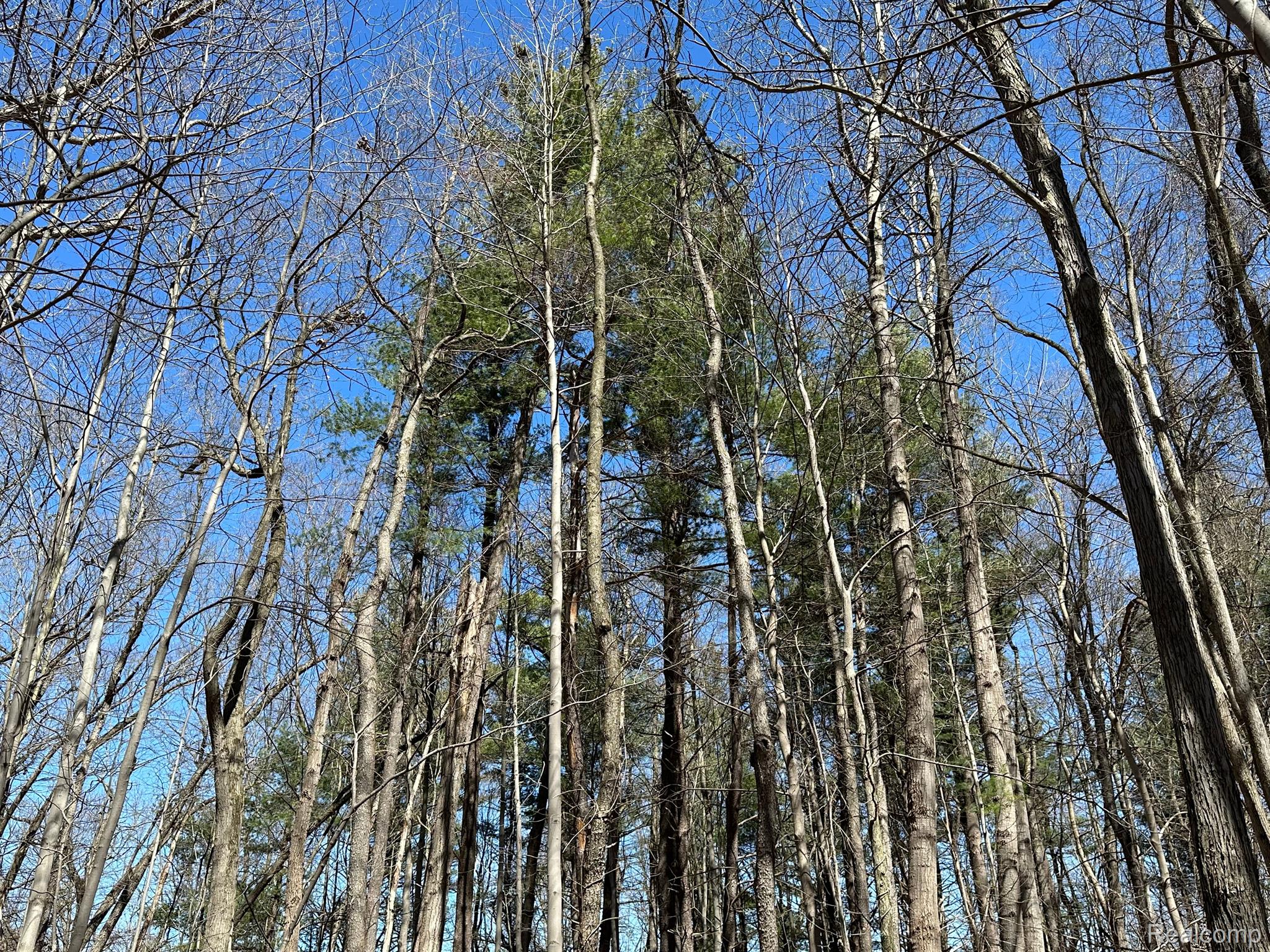 11.01 Acres Vacant Land Knights Bridge Rd Property Photo 9