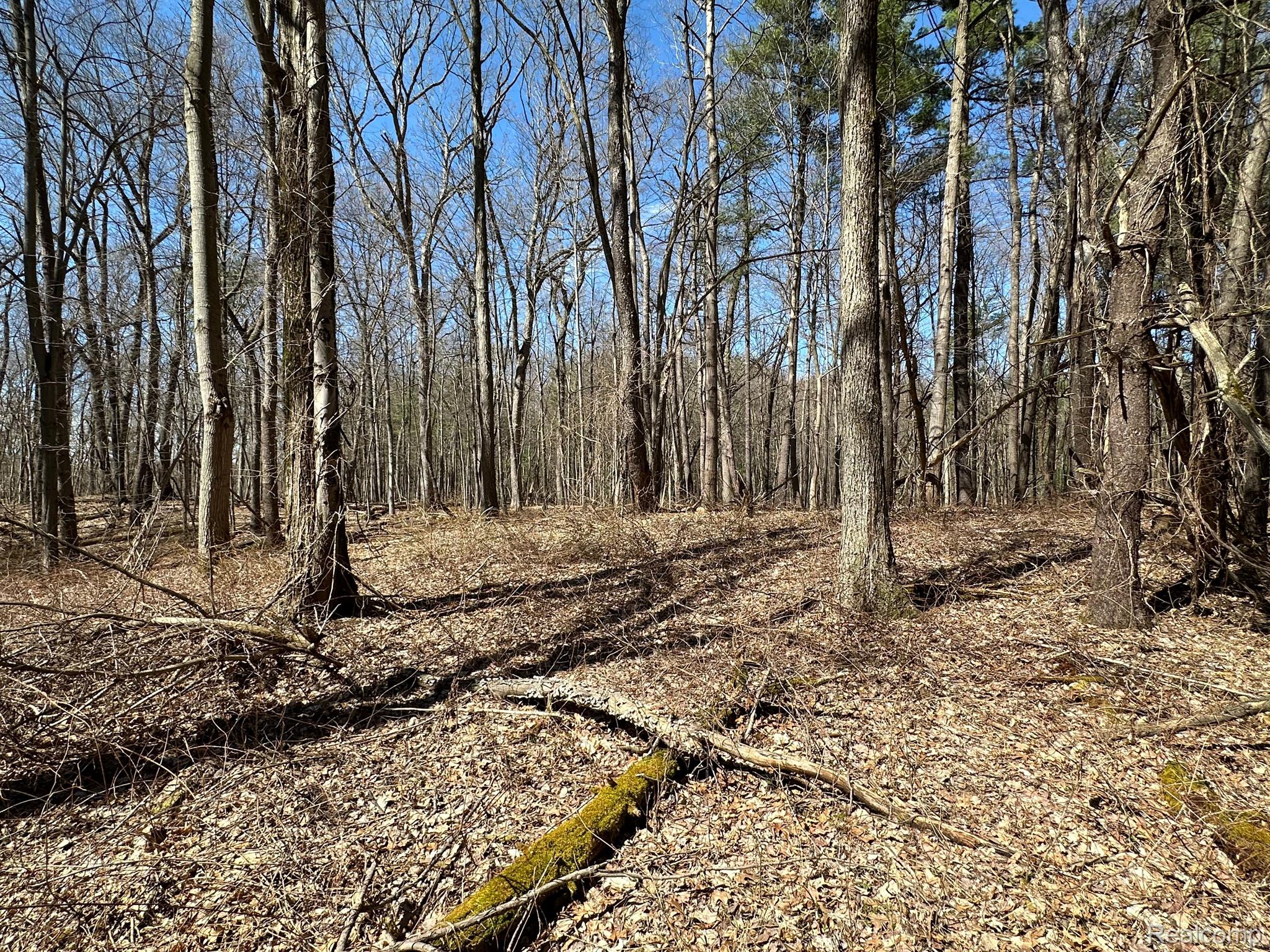 11.01 Acres Vacant Land Knights Bridge Rd Property Photo 13