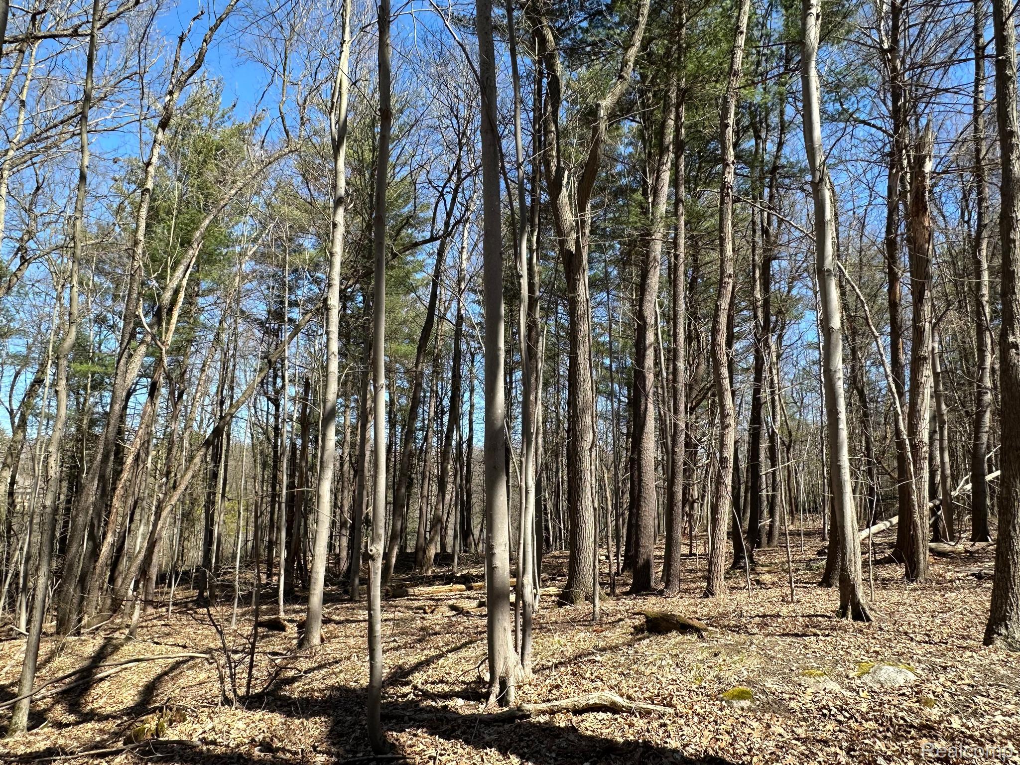 11.01 Acres Vacant Land Knights Bridge Rd Property Photo 24