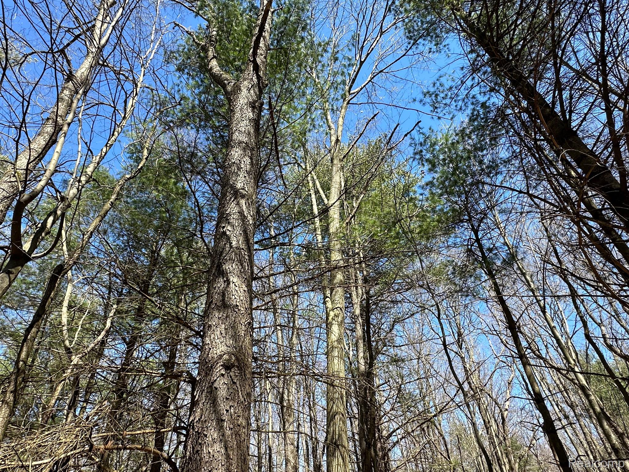 2.02 Acres VL - KNIGHTS BRIDGE Road Property Photo 1