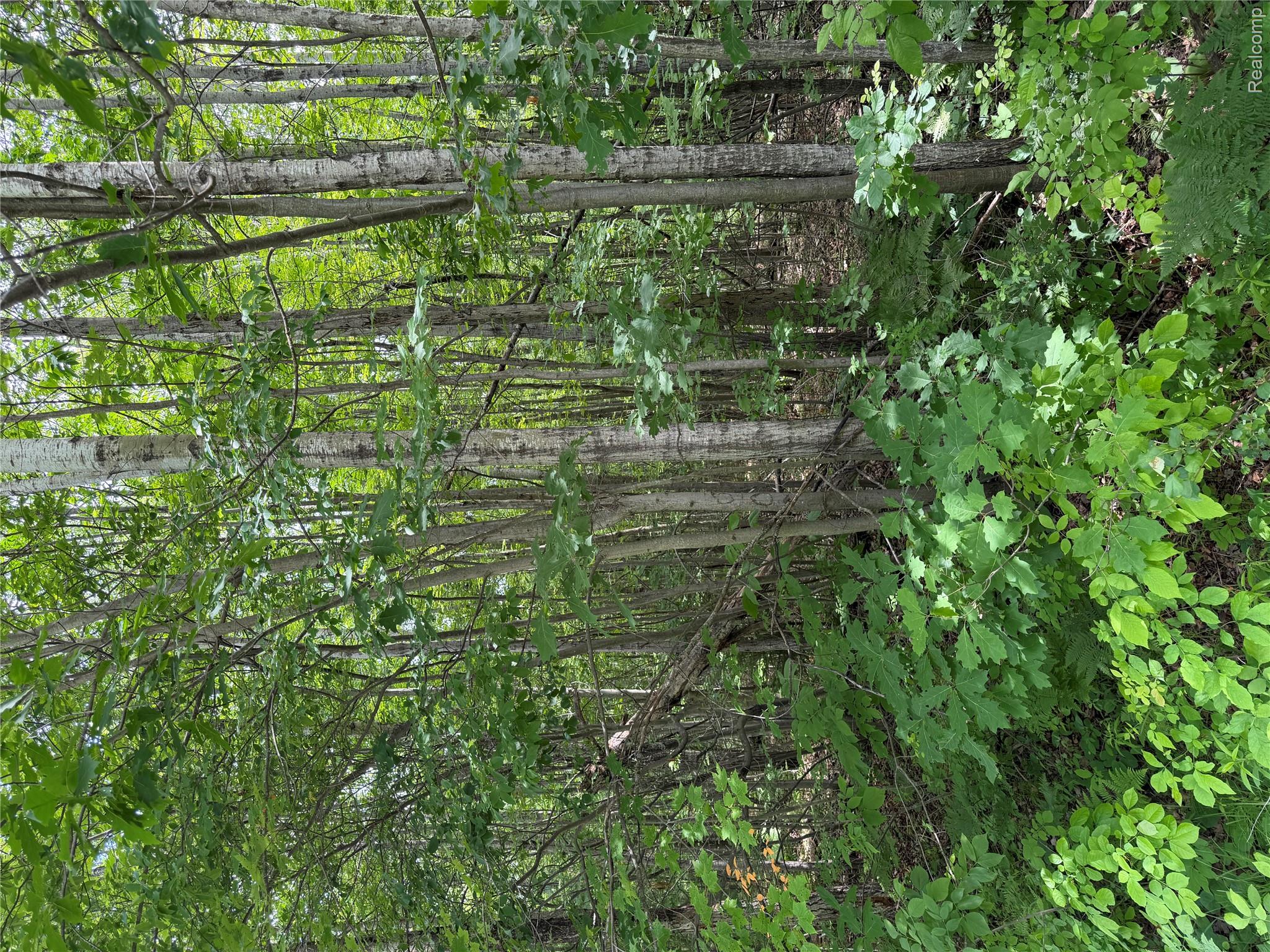 4670 Birch Lane Property Photo 7