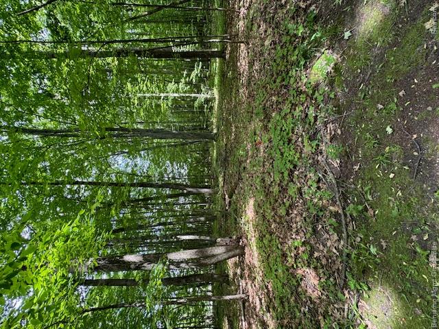 Lot 4 Deskin Drive Property Photo 7