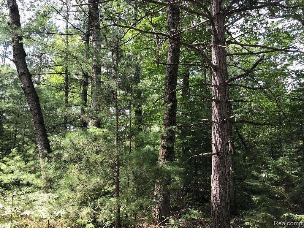 0 Racoon Trail Property Photo 1