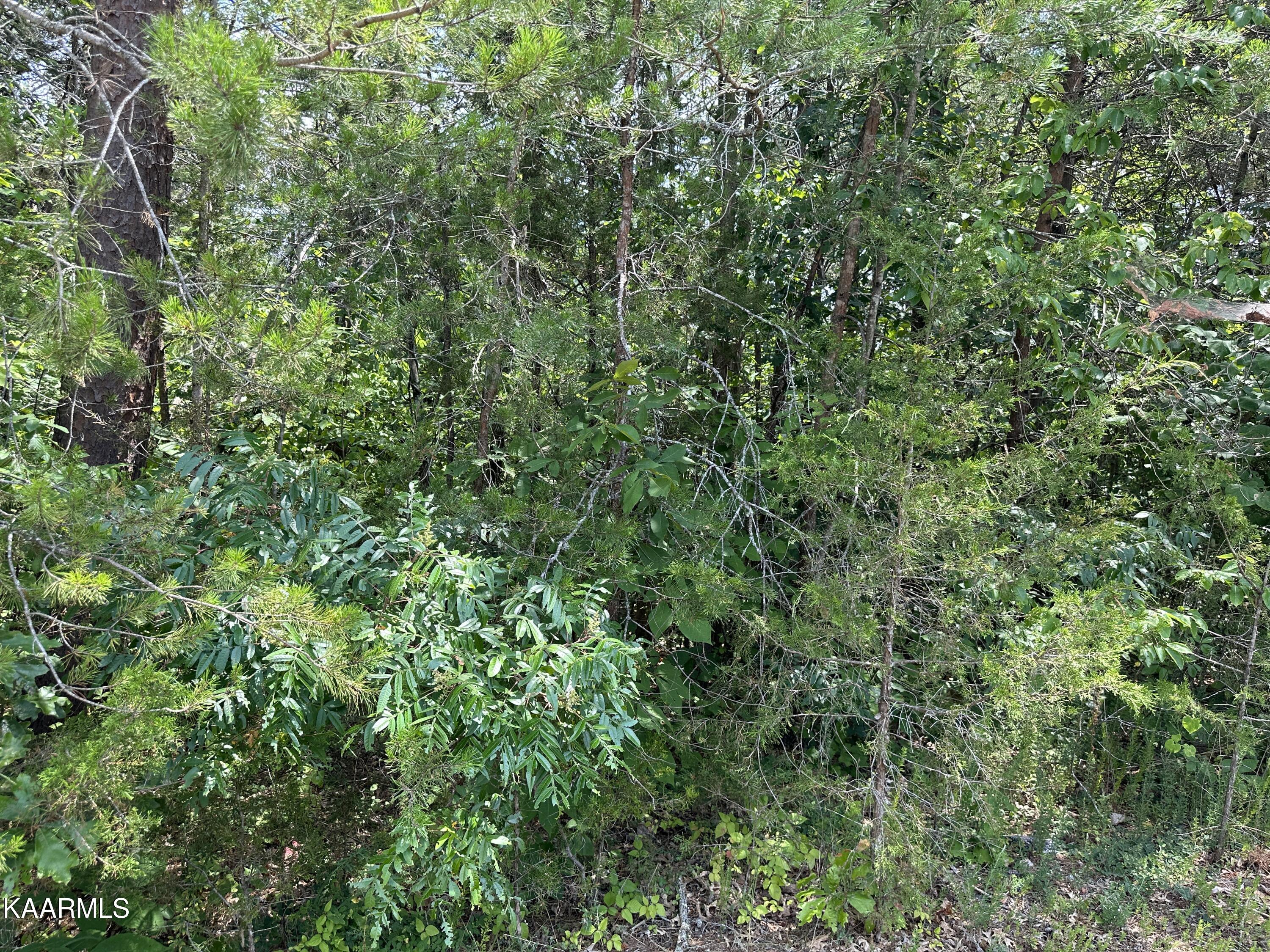 109 Woodlake Blvd Property Photo 3