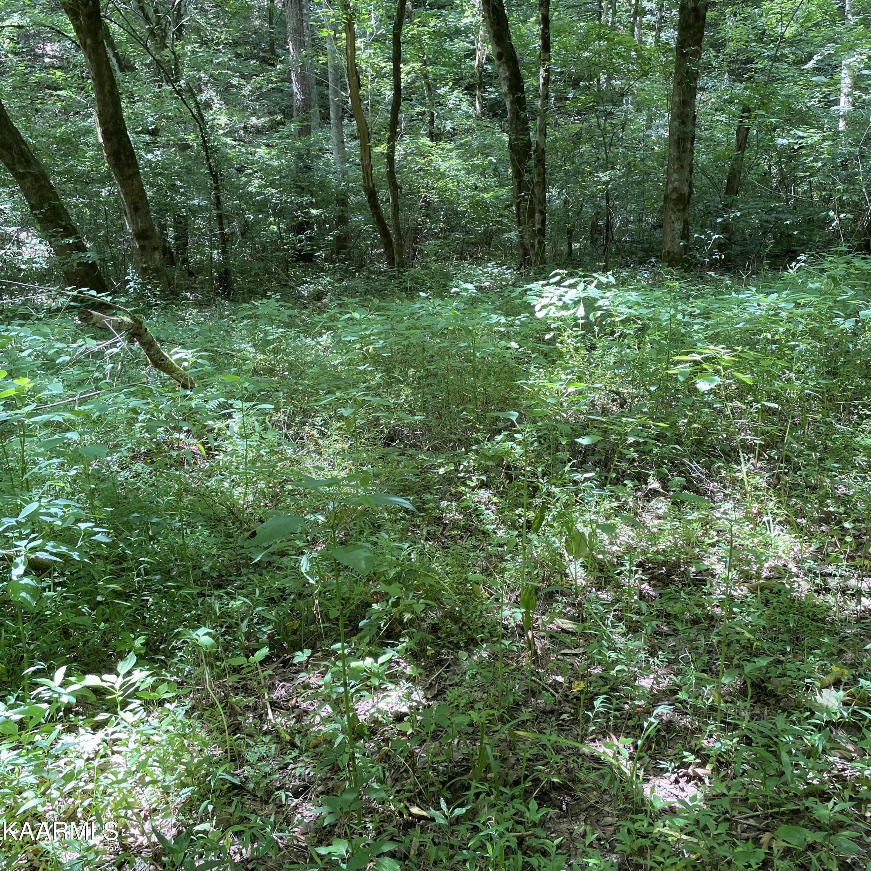Tbd Scenic River Rd Property Photo 3