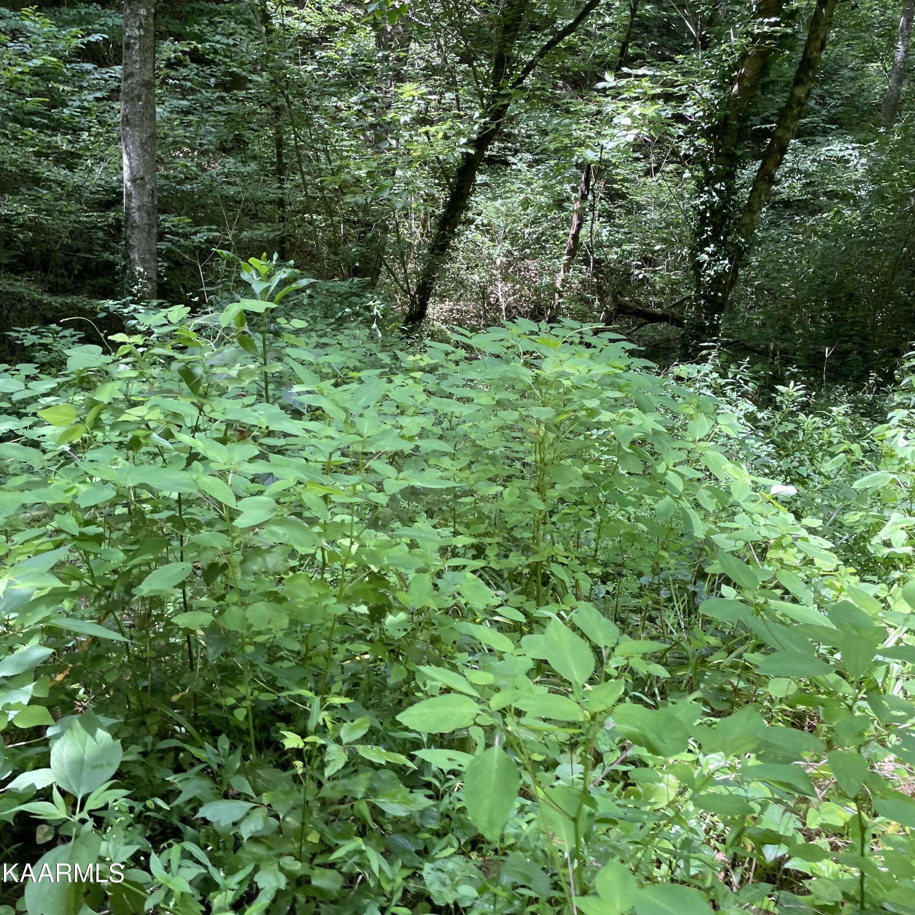 Tbd Scenic River Rd Property Photo 6