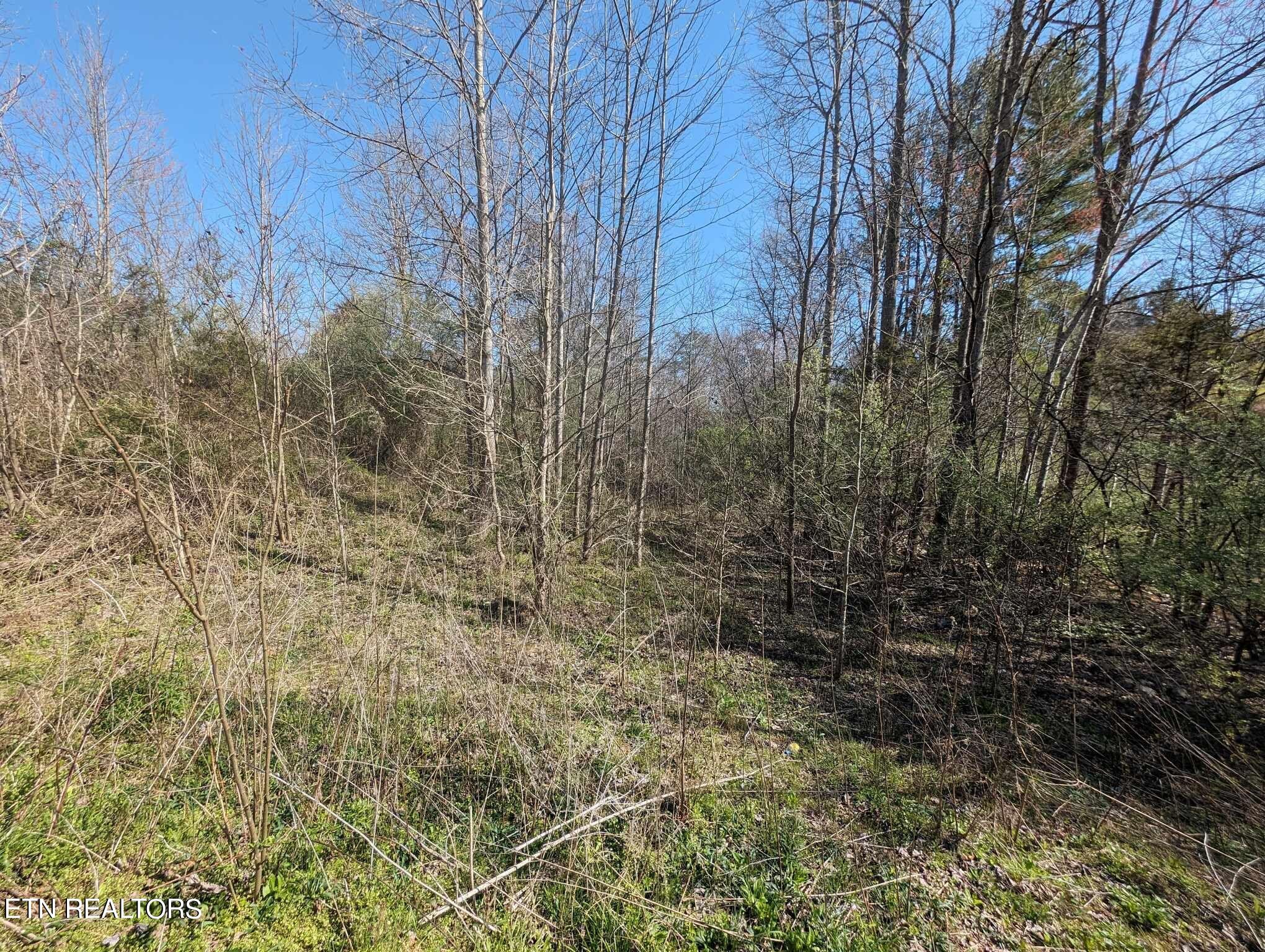 1601 Straight Fork Road Rd Property Photo 2