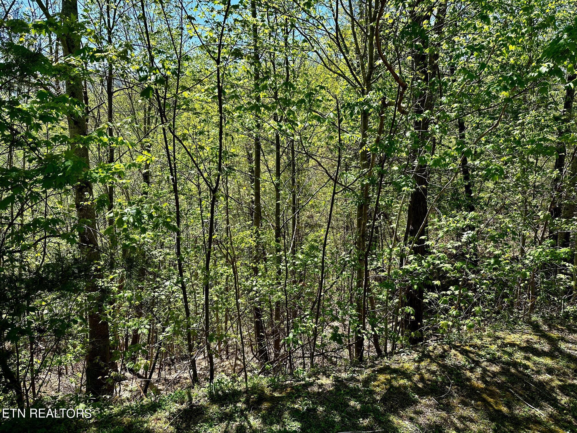 Mountain Dreams Way Property Photo 5