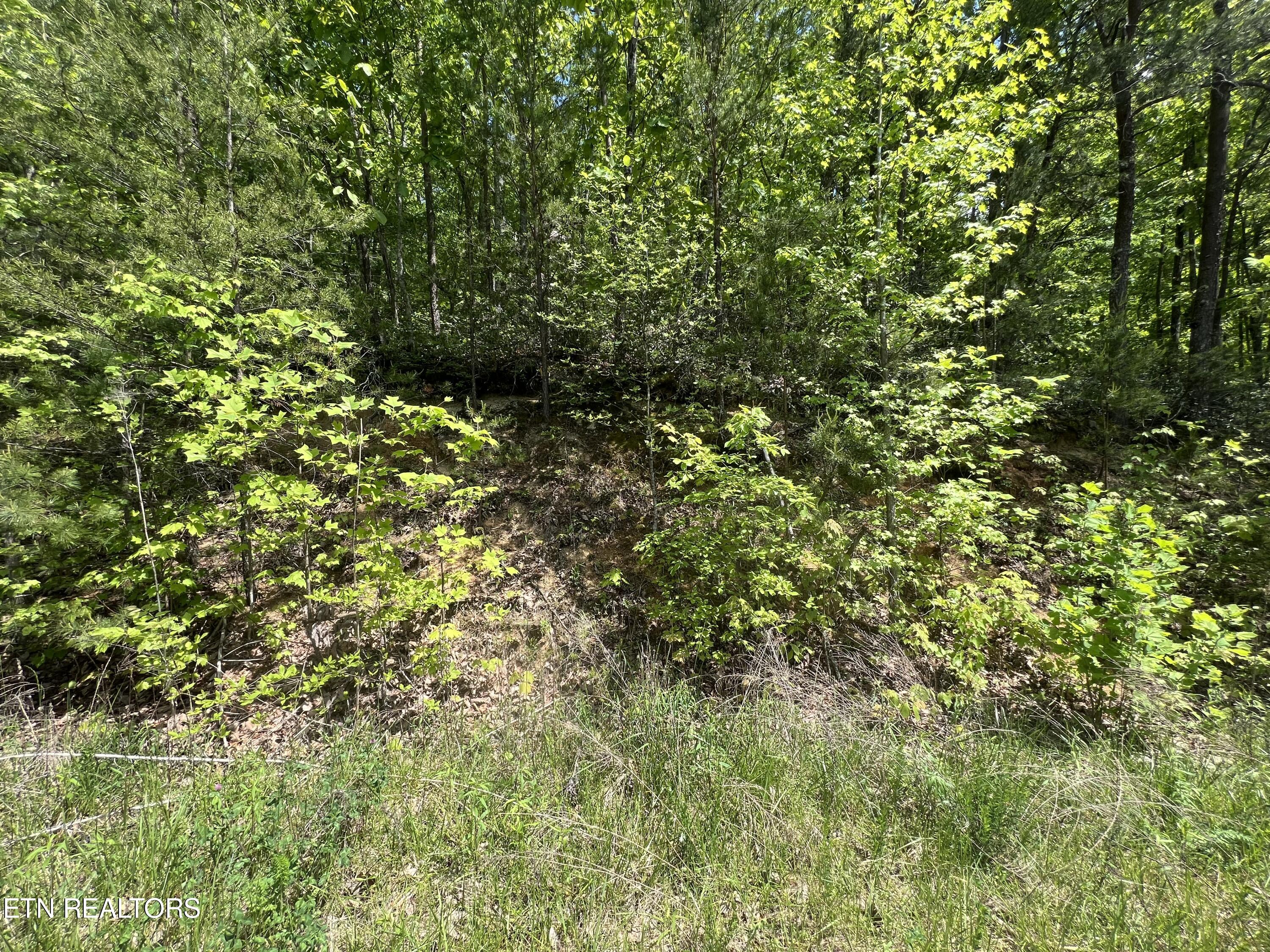 Lot 81 Yellowwod Drive Property Photo 4
