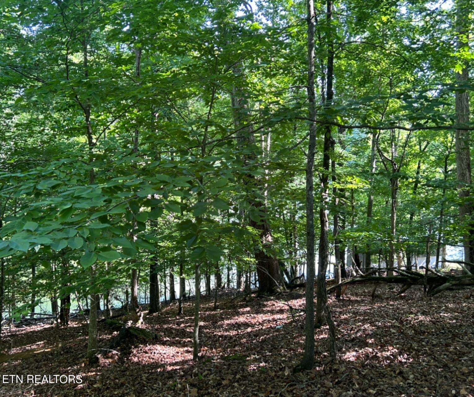 Beechwood Drive Property Photo 7