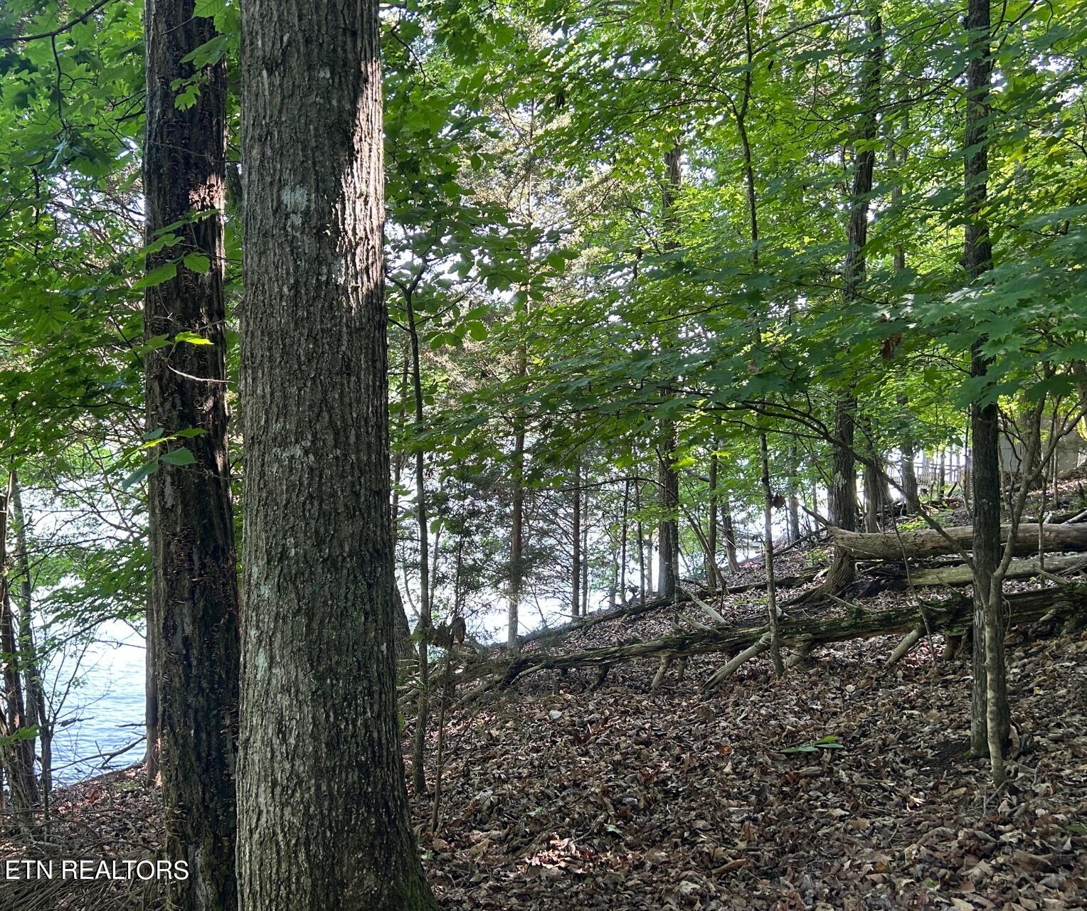 Beechwood Drive Property Photo 8