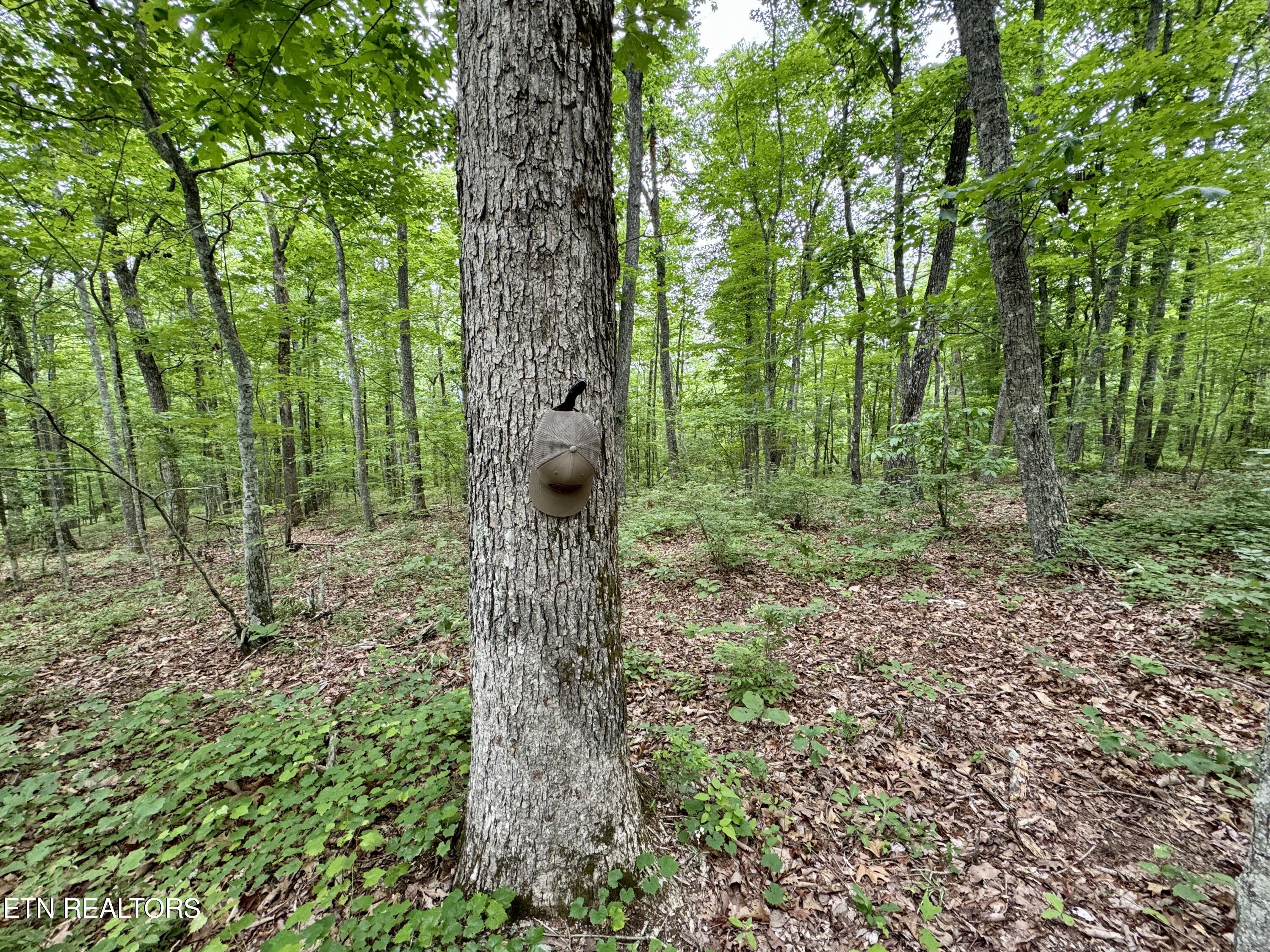 Green Ridge Tr Property Photo 6