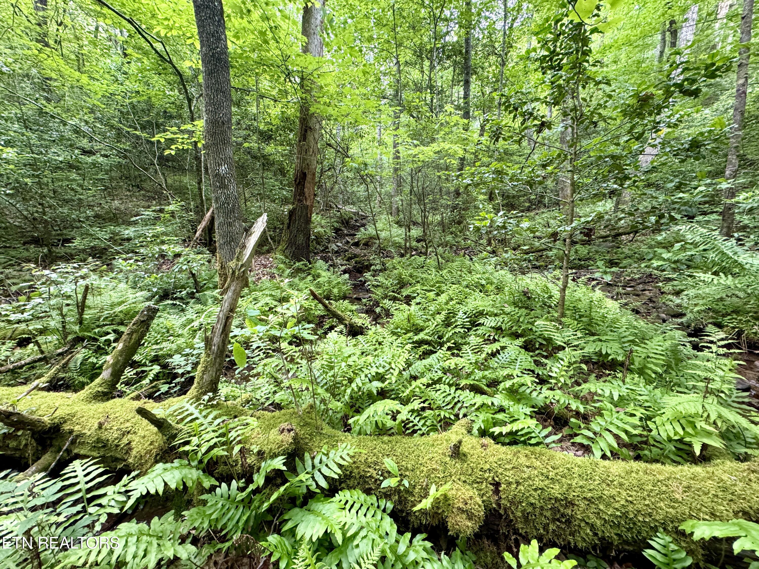Green Ridge Tr Property Photo 7