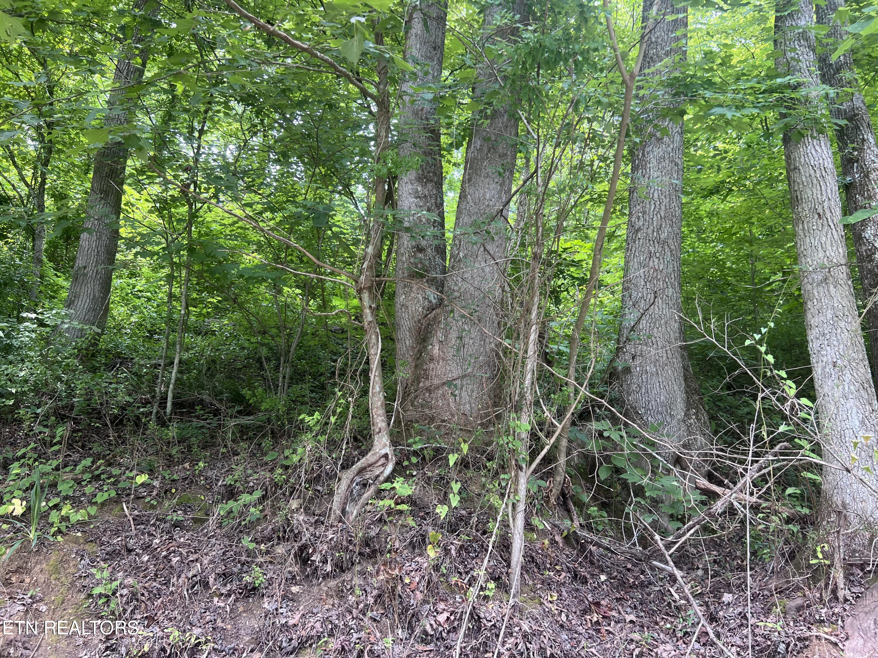 89 Branch Connector Rd Property Photo