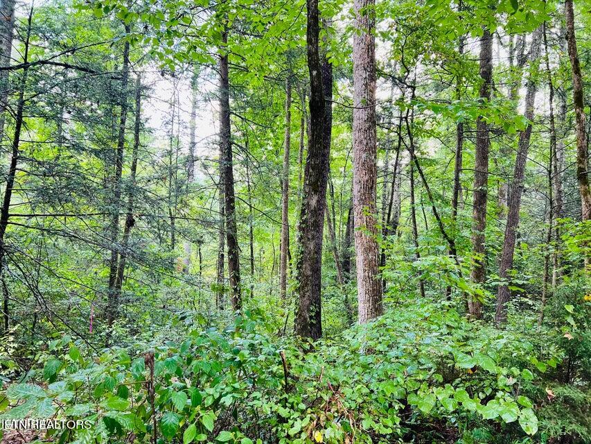 Holly Lane Lane Property Photo