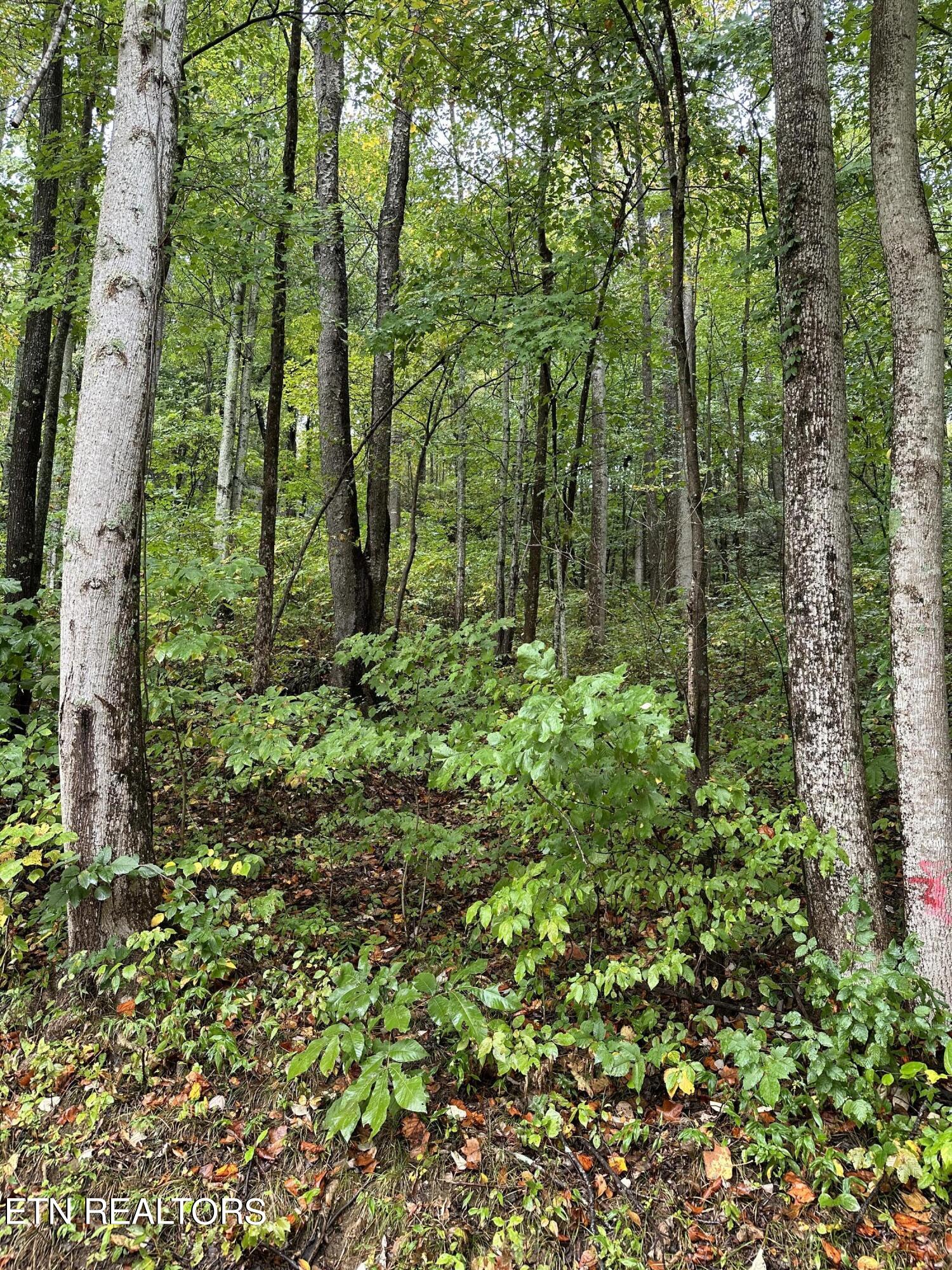 Lot5/6 Jean Ave Property Photo