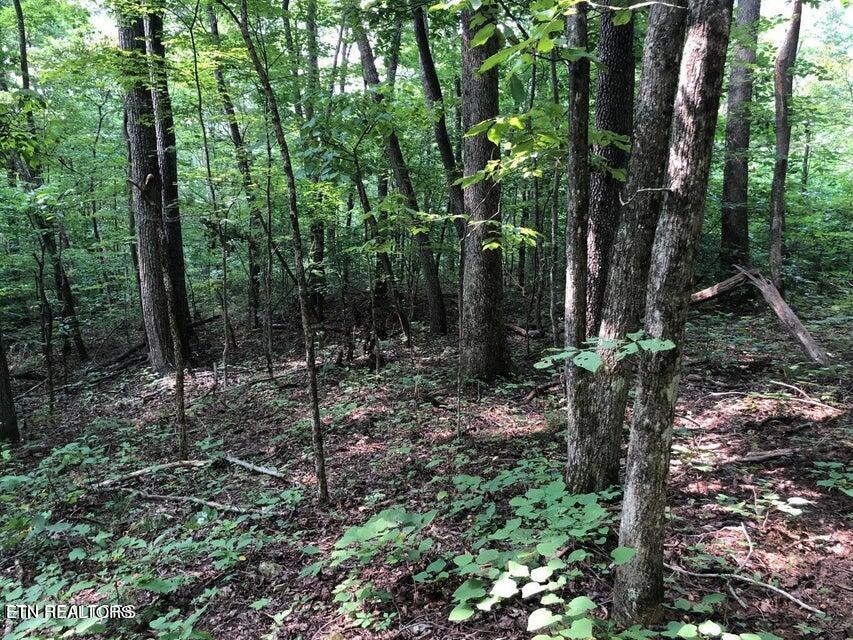 Tbd Jackson Hollow Rd Property Photo 1