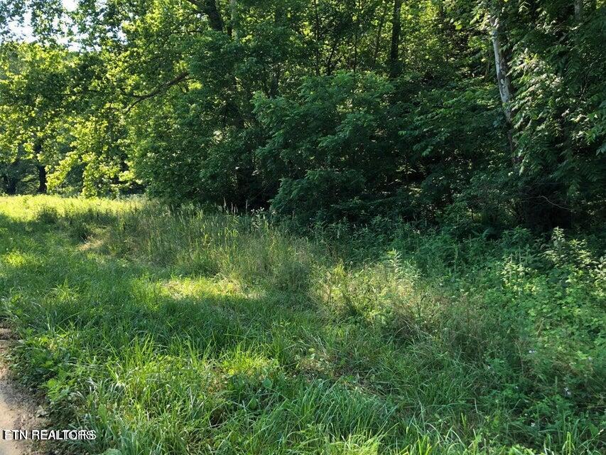 Tbd Jackson Hollow Rd Property Photo 4