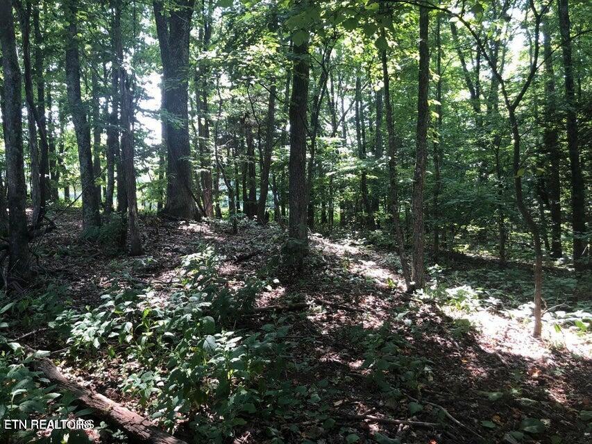 Tbd Jackson Hollow Rd Property Photo 6