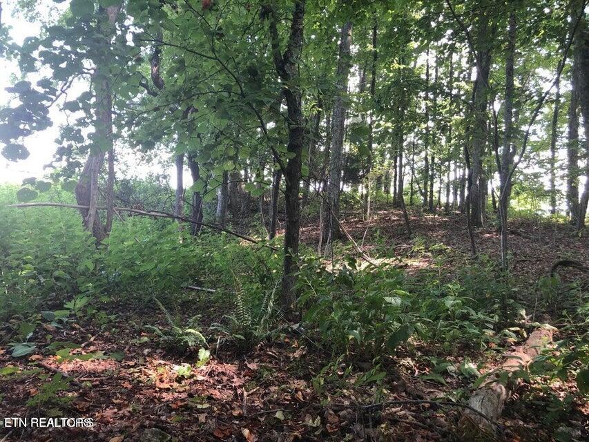Tbd Jackson Hollow Rd Property Photo 7